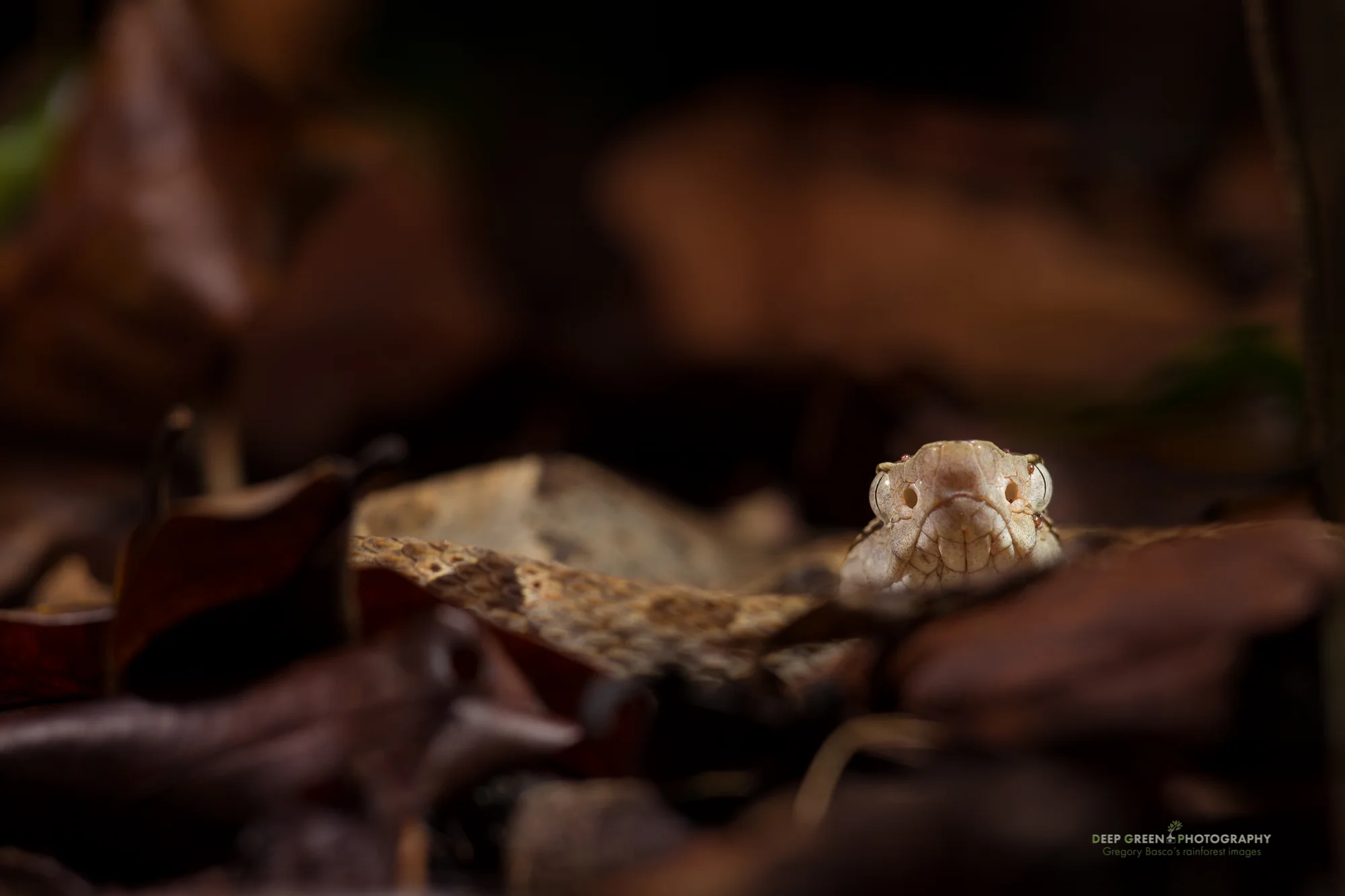 a deadly fer-de-lance on the rainforest floor in Corcovado National Park