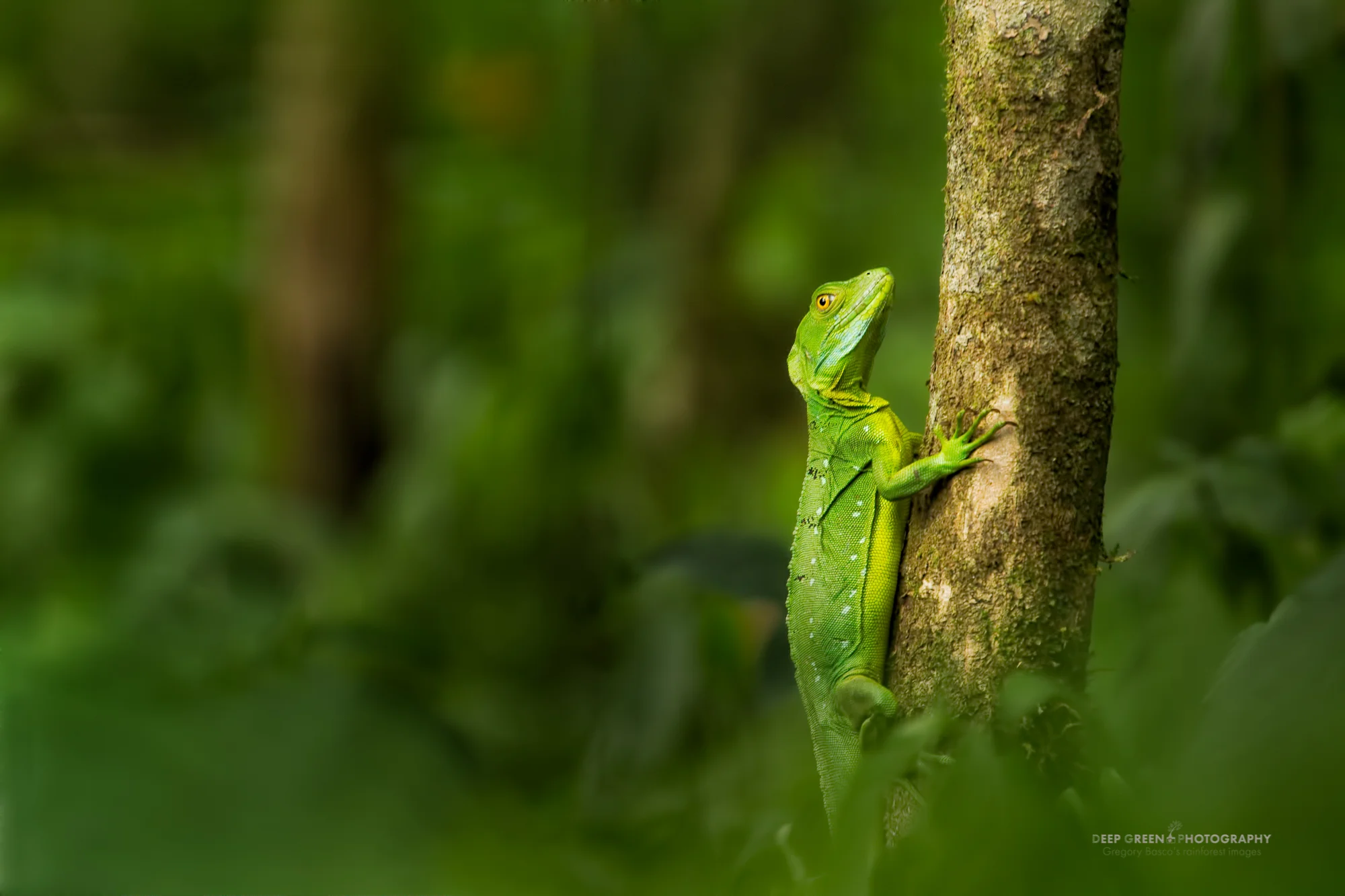 emerald basilisk lizard