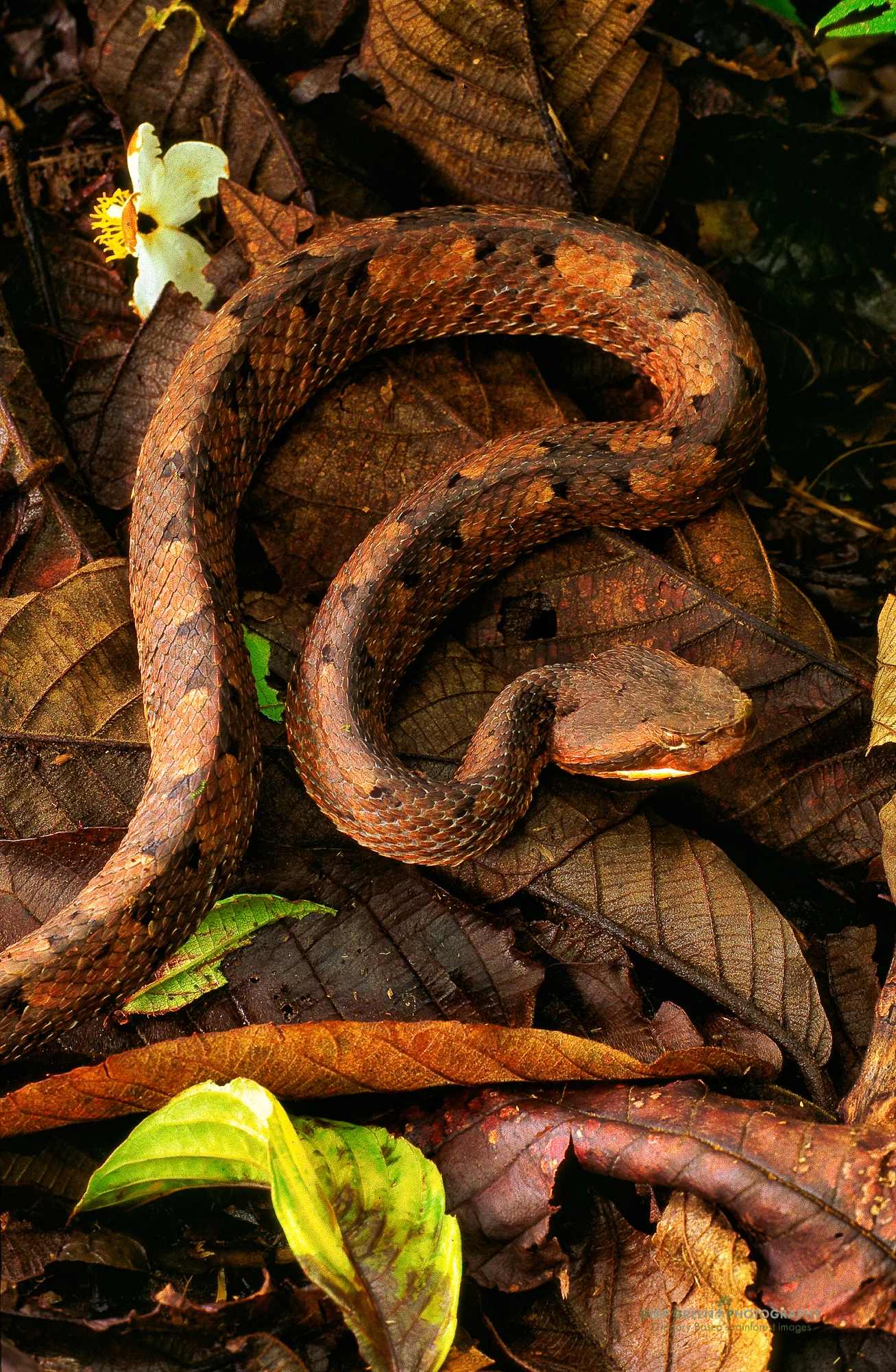 Hog-nosed rainforest pit viper (Porthidium nasutum)