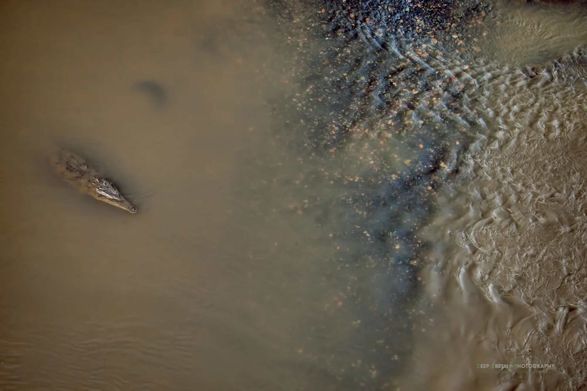 American crocodile in Tarcoles River