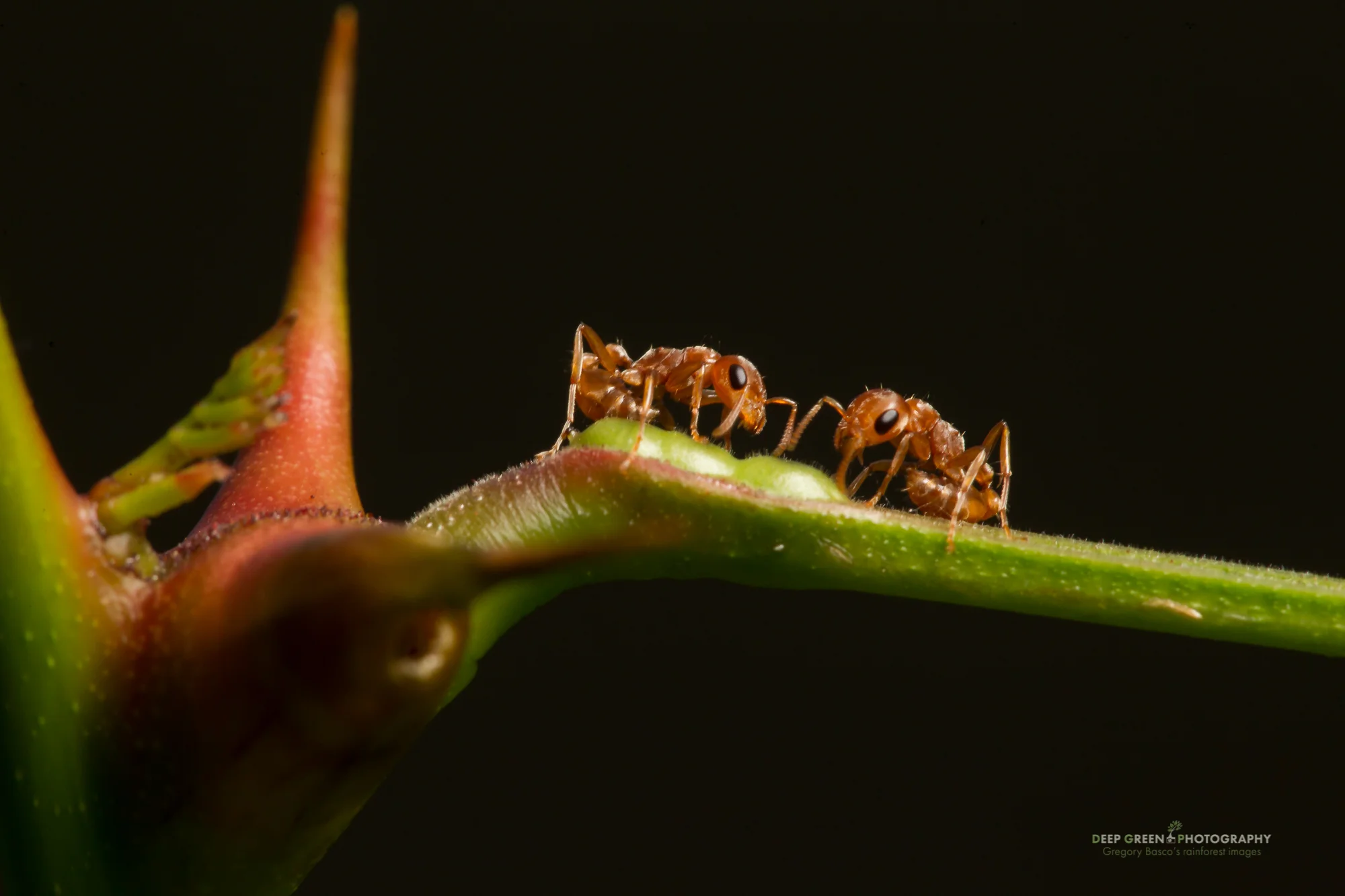 In perhaps the most famous example of coevolution, acacia ants (Psuedomyrmex sp.) and acaca trees (Acacia/Vacheyllia sp.) depend on each other for survival in the tropical dry forests of Costa Rica. The ants inhabit hollow thorns and feed on lipid and amino acid-rich Beltian bodies on the trees' leaflet tips and sugary extra-floral nectary glands at the base of the leaf petioles. In exchange for food and shelter, the ants protect the acacia tree from herbivores (deer, caterpillars), vines, and even from wildfires by clearing brush around the base of the tree. Famed tropical ecologist Daniel Janzen showed in his doctoral dissertation that without each other, the ants and trees die, making the association a textbook case of coevolutionary mutualism.
