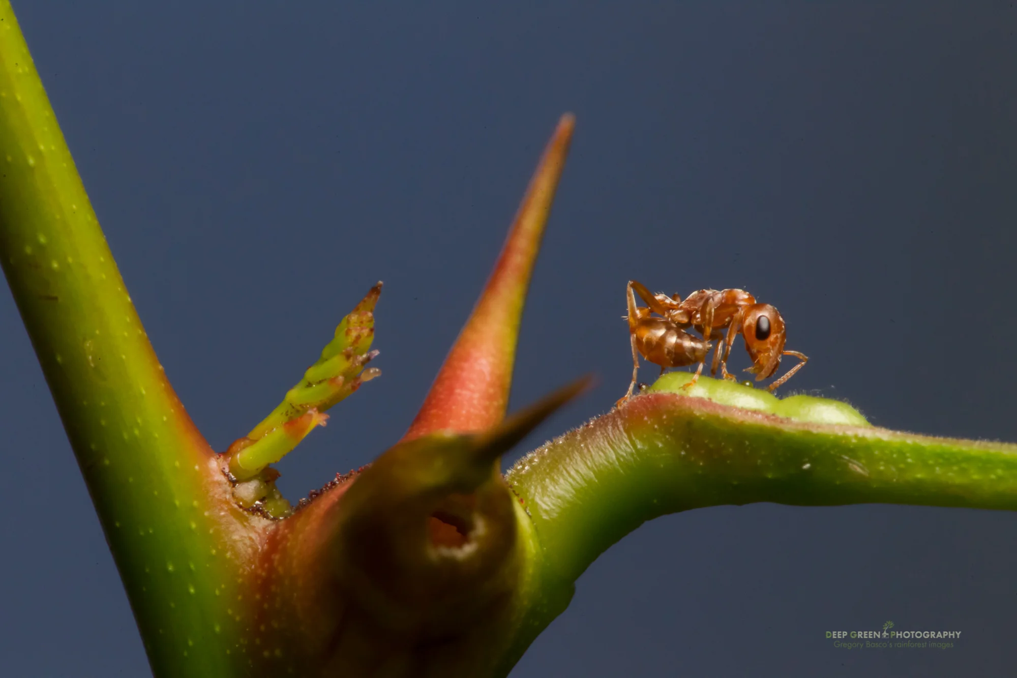 In perhaps the most famous example of coevolution, acacia ants (Psuedomyrmex sp.) and acaca trees (Acacia/Vacheyllia sp.) depend on each other for survival in the tropical dry forests of Costa Rica. The ants inhabit hollow thorns and feed on lipid and amino acid-rich Beltian bodies on the trees' leaflet tips and sugary extra-floral nectary glands at the base of the leaf petioles. In exchange for food and shelter, the ants protect the acacia tree from herbivores (deer, caterpillars), vines, and even from wildfires by clearing brush around the base of the tree. Famed tropical ecologist Daniel Janzen showed in his doctoral dissertation that without each other, the ants and trees die, making the association a textbook case of coevolutionary mutualism.