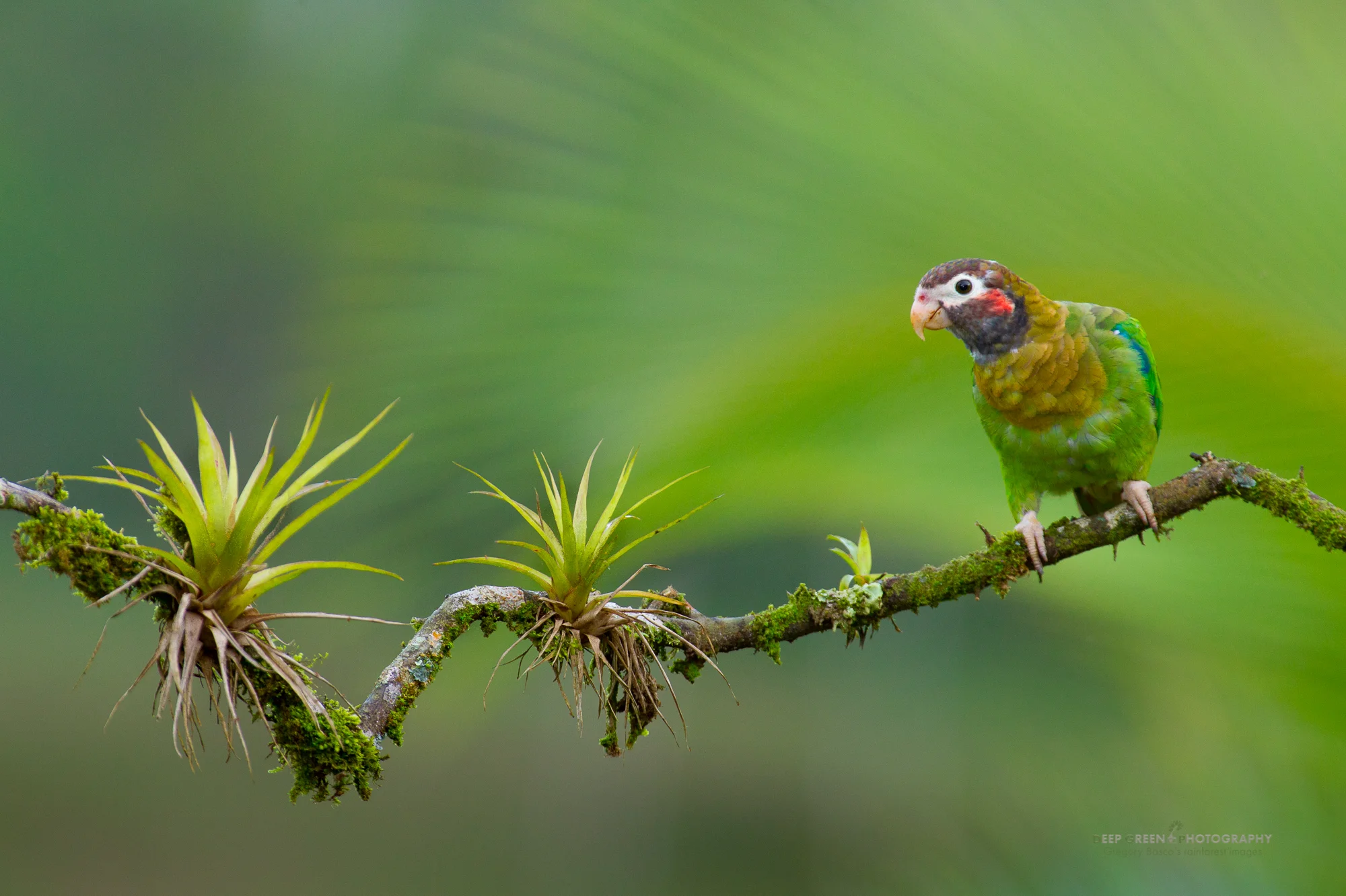 Brown-hooded parrot Greg Downing and I set up this perch at a feeder knowing the bromeliads would add a dynamic compositional element. Working my depth of field to include a hint of palm leaves (but not too much!) added interest and even more tropical feel
