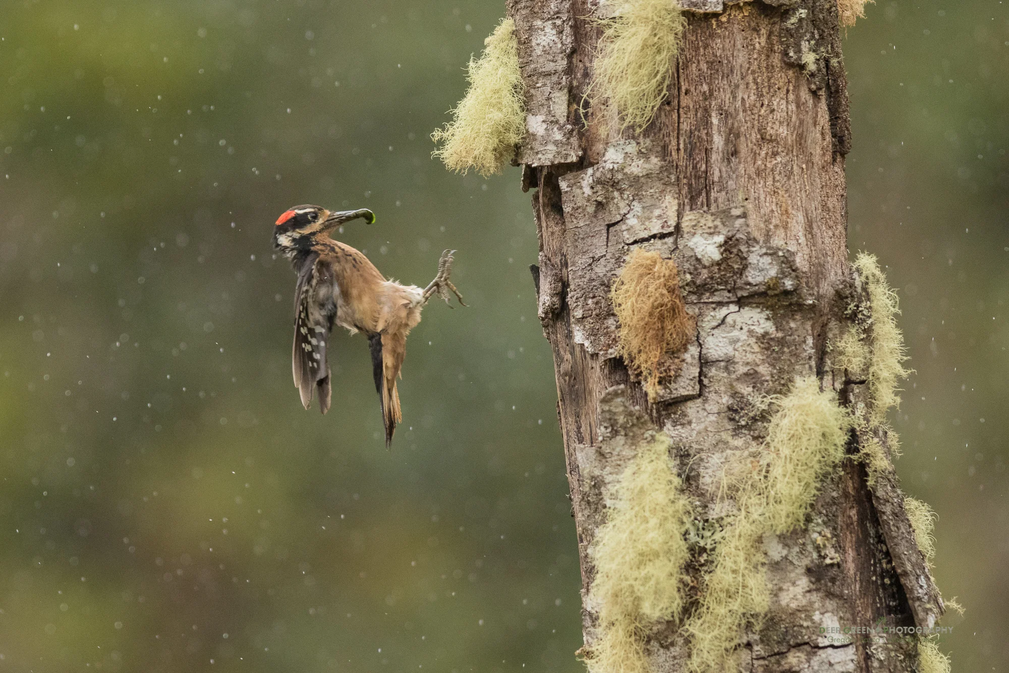 hairy woodpecker bringing food to nest