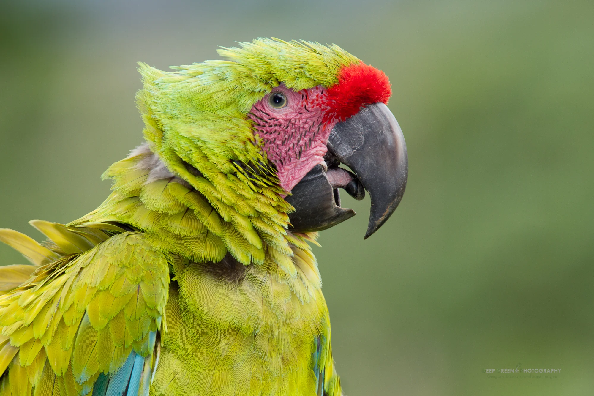 Great Green Macaw This is a nice little portrait of a great green macaw. I had soft light, and the barest touch of fill-flash helped to add some pop to the image. What made the shot for me, however, was waiting for a slight breeze to ruffle the bird’s feathers and for the bird to open its beak slightly. Little things like these can turn a ho-hum bird shot into a keeper.