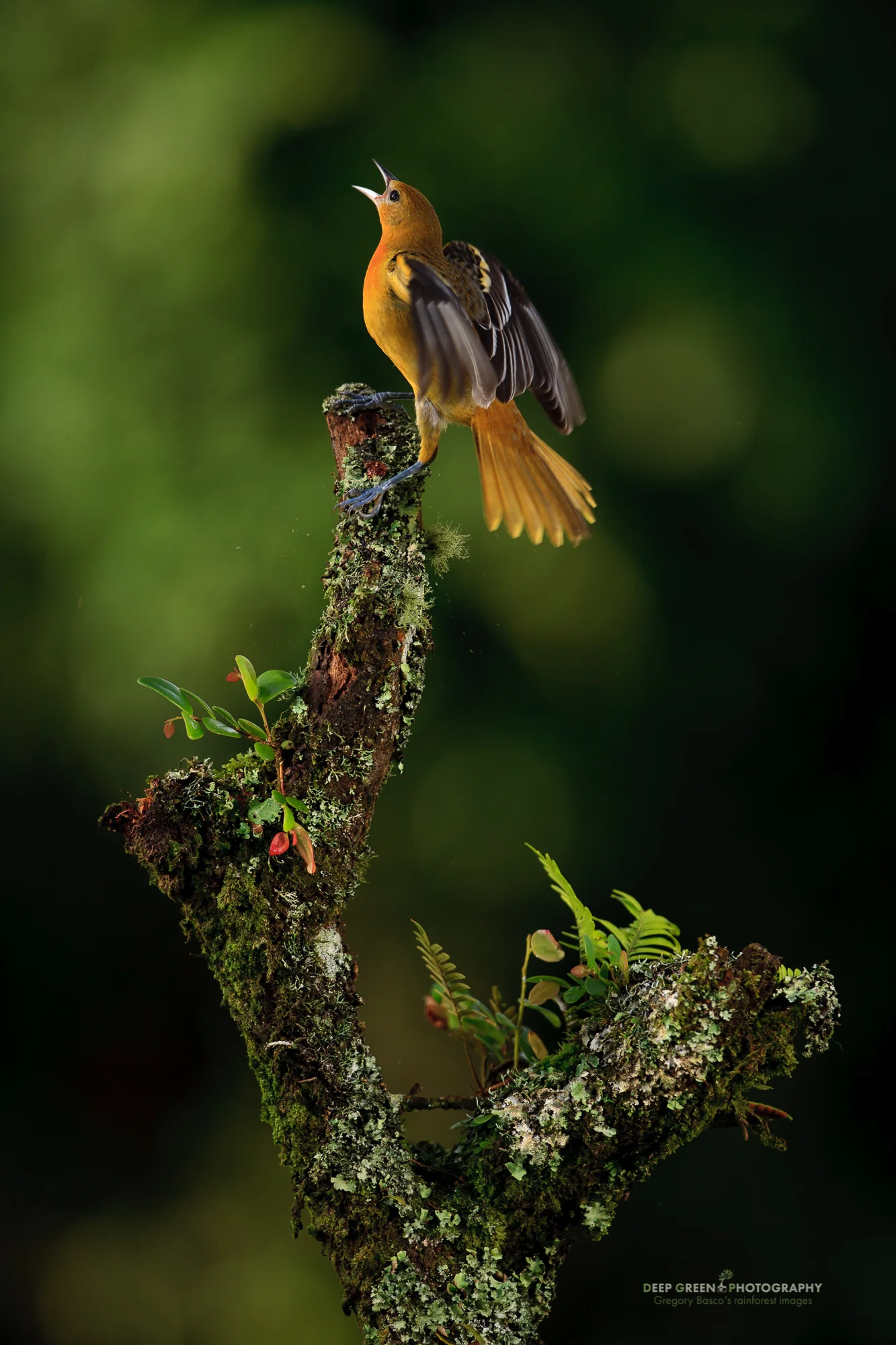Female Oriole Singing in Cloud Forest I took this image at the feeder in my front yard a couple of years ago. A large but interesting perch, ambient exposure to darken the natural forest background, off-camera flash to give light and texture on the bird and perch, and the non-traditional placement of the calling bird in the frame all led to a bird setup image that has a pleasing, evocative feel to it and is quite a bit different from many others.