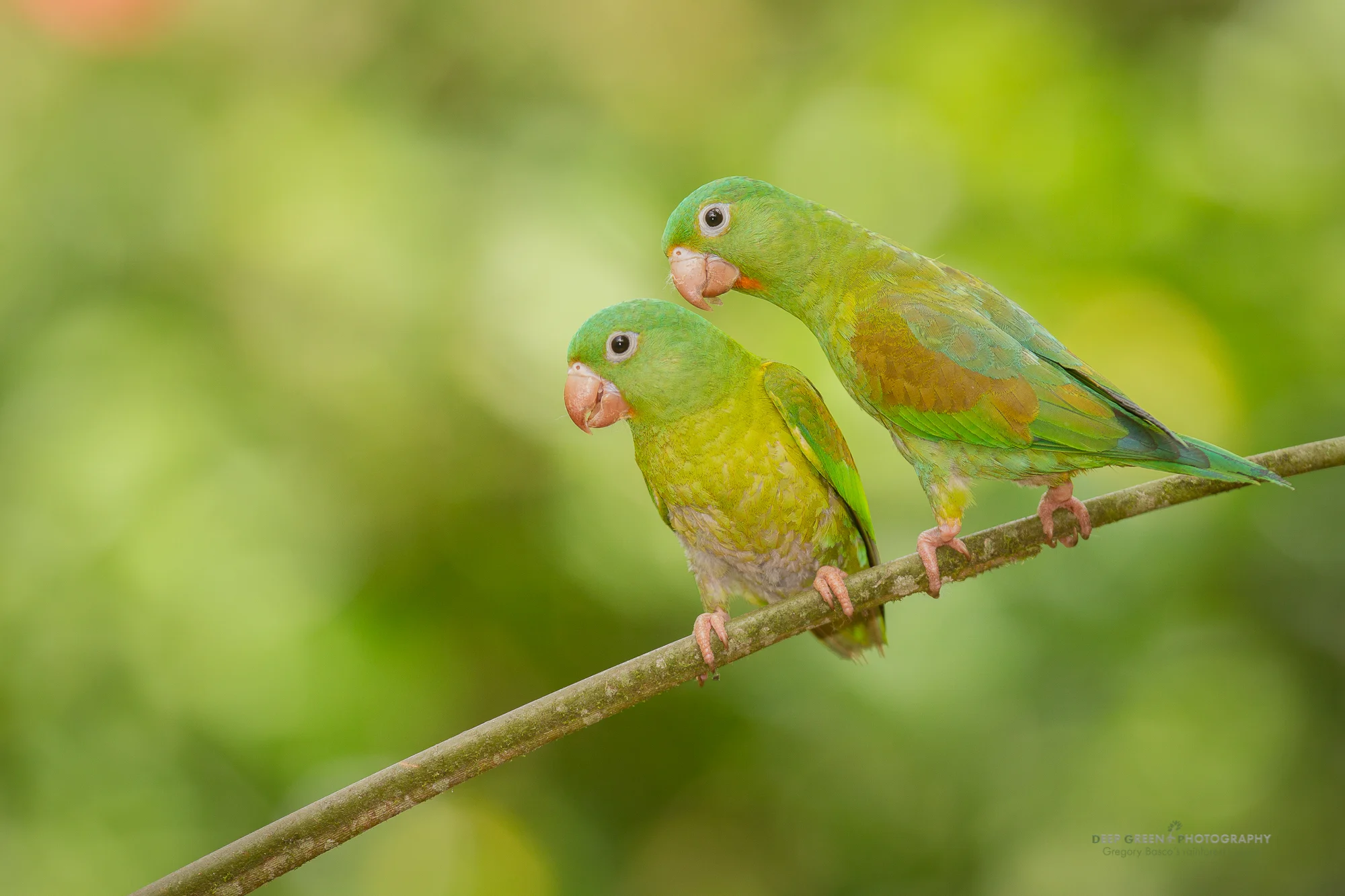 Parakeet Pair I took this shot at a spot where I’ve helped the local lodge manager to set up feeders in the gardens at his house. Orange-chinned parakeets often visit, and I wanted a shot with more than one bird. For this reason, I chose an open perch. This shot is not a contest winner or anything, but having the two birds engaged with each other and curious about the photographer made for a nice little image.