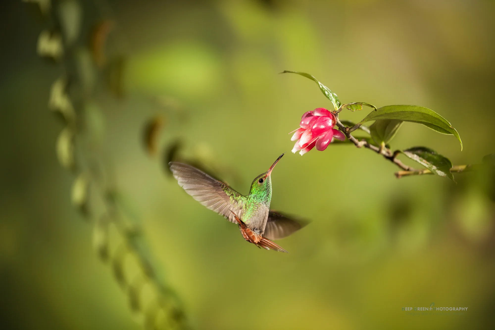 Rufous-tailed Hummingbird at Ericaceae This shot is a case where I’m trying to break out of my own style I’ve seen a number of photographers recently who are replicating my multiple-flash hummingbird photography style in terms of plant selection, composition, lighting, and backgrounds. They say imitation is the sincerest form of flattery but when I went out last month to do some of my own hummingbird photography for the first time in a couple of years, I was thinking “Do I want to copy myself again, especially when others are copying this style, or do I want to try something different?” I decided to go for a crazy setup with a bunch of plant elements for depth, a wide aperture, and a mix of natural light and fill-flash. I don’t know if the result is objectively better than a classic multi-flash hummingbird shot but I think it stands on its own, and it’s satisfying to me as the result of trying something different.