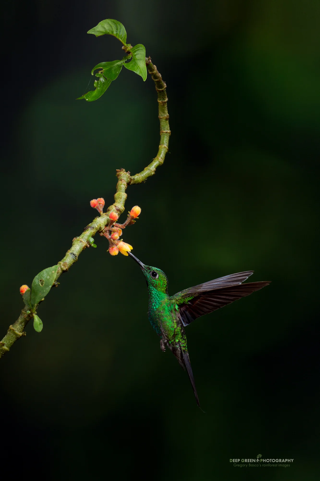 Deep Forest Pollination This is a multi-flash hummingbird that I’d had in mind for a while when I took it a few years ago. I wanted a strong composition with directional lighting and a dark background to yield a picture that said “hummingbird pollinating a flower deep in the forest.” The lighting scheme is anything but traditional, but I think it looks completely natural and has more emotion than the typical multiple-flash hummingbird image.