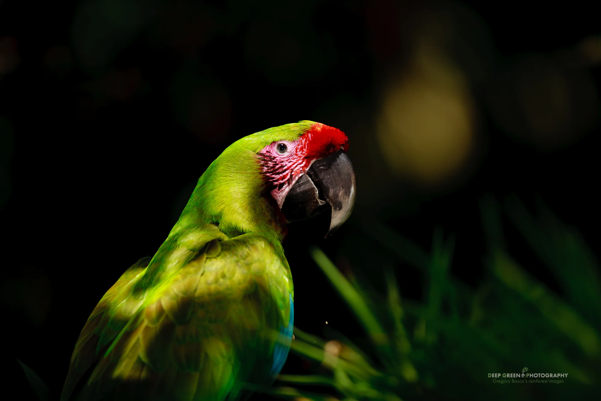 Great Green Macaw Many influential bird photographers would tell you that this is bad light for bird photography. I was salivating when I saw this dappled light and shadowed background. To me, it really captured the feel of a macaw in the rainforest. I used just a hint of fill-flash to open up a touch of detail in the shadow areas of the bird. I could have used more fill-flash to completely even out the exposure but that would have killed the shadow, and it would have looked flashed.