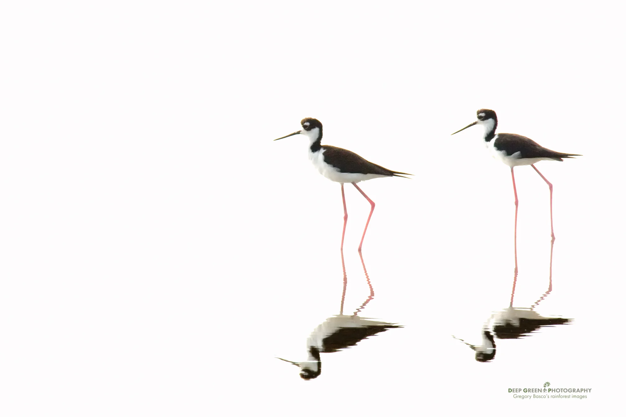 High-key Stilts Photographing black-necked stilts in a salt pond beside a mangrove estuary in Costa Rica a few years ago, I deliberately walked around so that my shadow was pointing squarely away from the birds! By shooting into the sun, I was able to wildly overexpose the sunlit water, ensuring a proper exposure for the stilts. A hint of fill-flash also helped to open up shadow detail in the birds. The result is a much more interesting and graphic photo (IMHO!) than I would have gotten if I had put the sun at my back