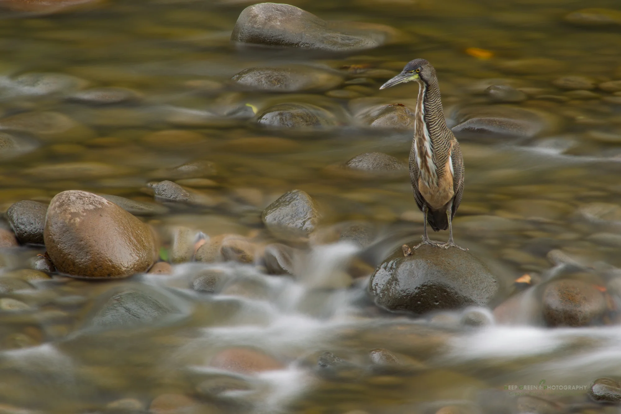 Concentration Including motion in an image does not always mean catching the subject moving. Here is one of my all-time favorite bird images that I have in my collection. While out shooting and working on The Guide to Tropical Nature Photography with my friend Glenn Bartley a couple of years ago, we came across this fasciated tiger heron fishing in a rushing river in late afternoon light. I framed loosely to take an image that showed silky water with an intensely focused bird. The exposure was 5 seconds or so! I like it because of the complementary colors and the juxtaposition of moving water and stock still subject.