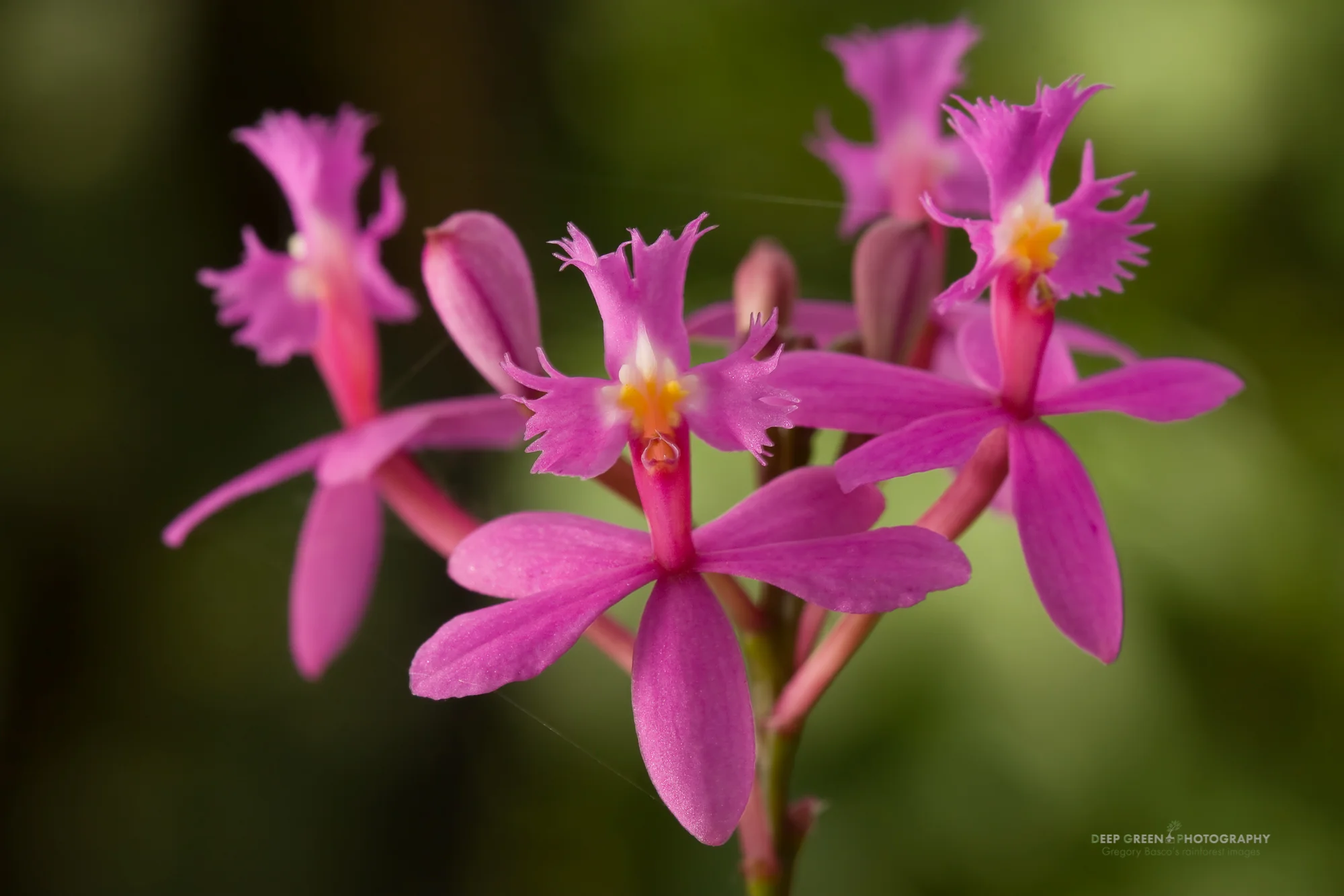 I used a touch of fill-flash (flash exposure compensation was -2) for this image of tiny Epidendrum orchid flowers shot at 1/15 of a second.