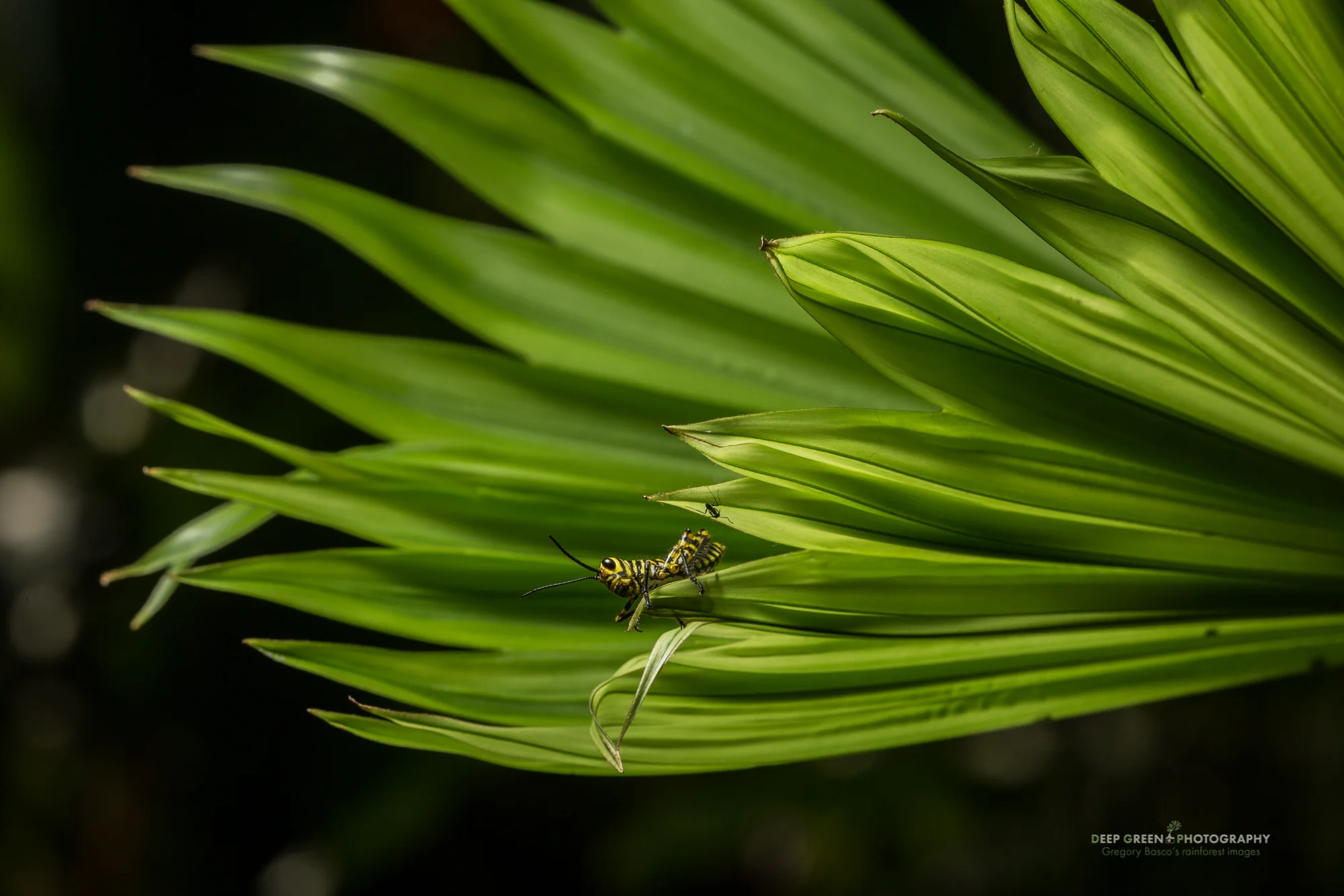 After we found this uber-cool grasshopper during one of my Art of Biodiversity Pacific workshops, I worked with the clients for a while to help them get great images but underexposing the ambient light and adding a healthy dose of off-camera flash. At the end, it was such a good photo opportunity that I couldn't resist sneaking in a couple of shots for myself after everyone was done!