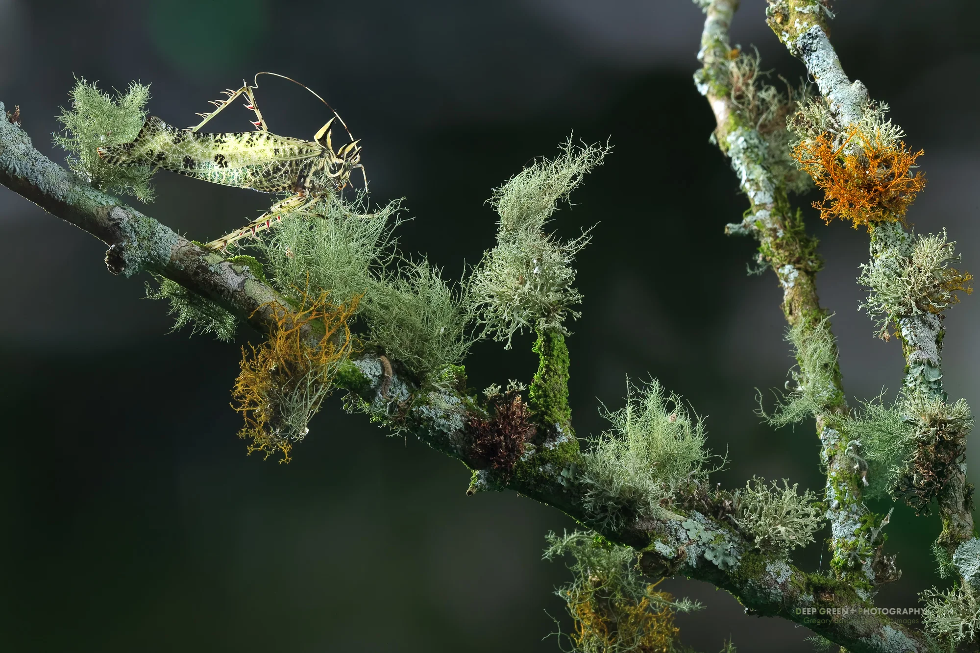 I took this image of a katydid just behind my house. It was camouflaged among the mosses and lichens on the branch of a wild fig tree on my neighbor’s farm. An off-camera flash and a silver reflector added some light on this dreary cloud forest day