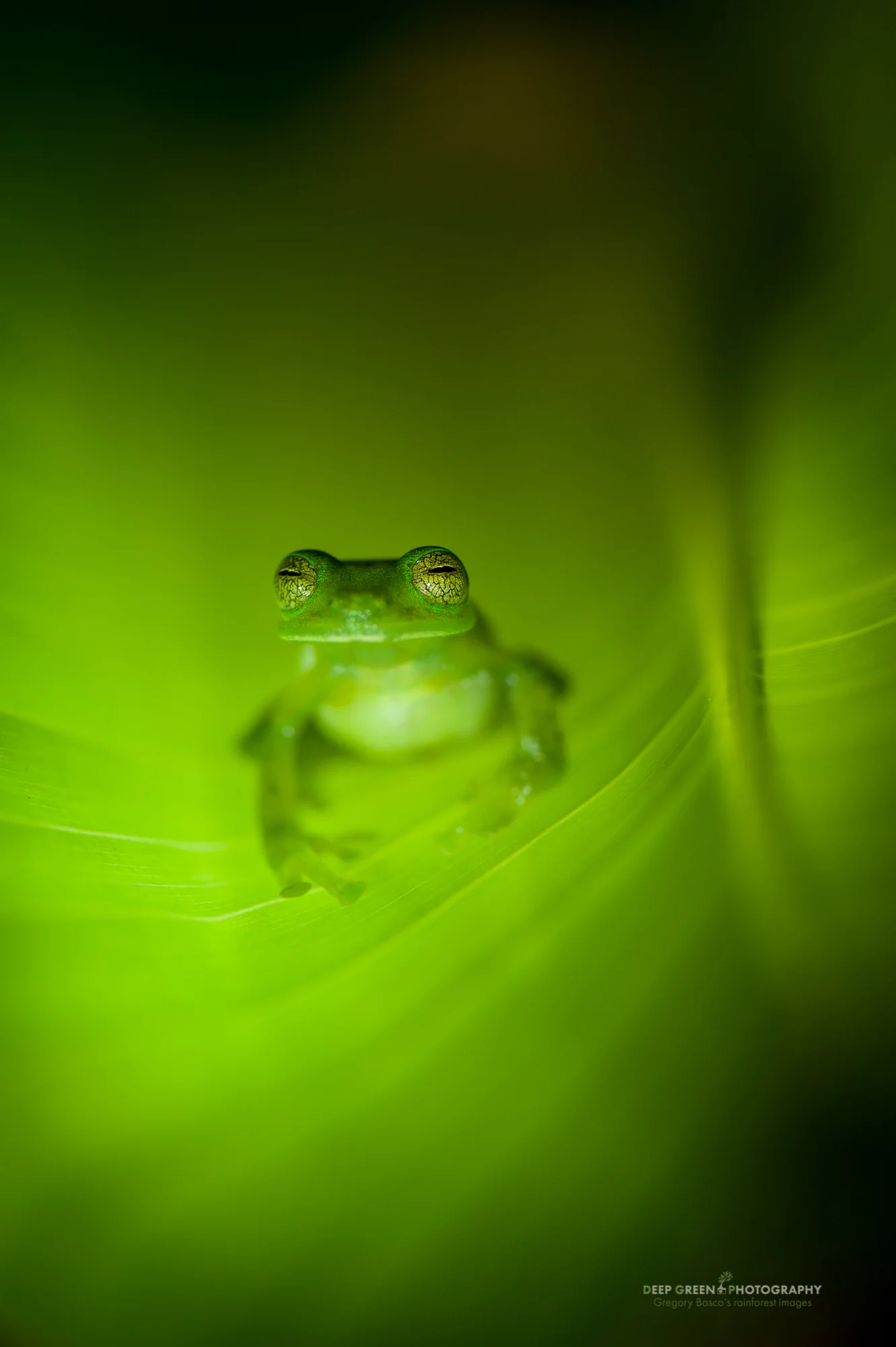 I used three maglite flashlights (I held one, a friend held the other two) for this image of a nocturnal emerald glass frog. The bands of light and shadow would have been difficult to duplicate with flashes, even with snoots.