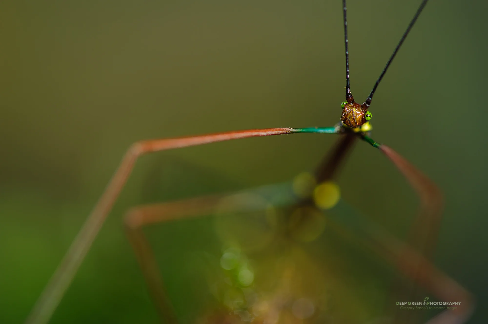 An aperture of f/5.6 helps to draw the viewer’s eye to the eyes of this colorful walking stick. The shallow depth of field also produced some cool out of focus shapes and colors.