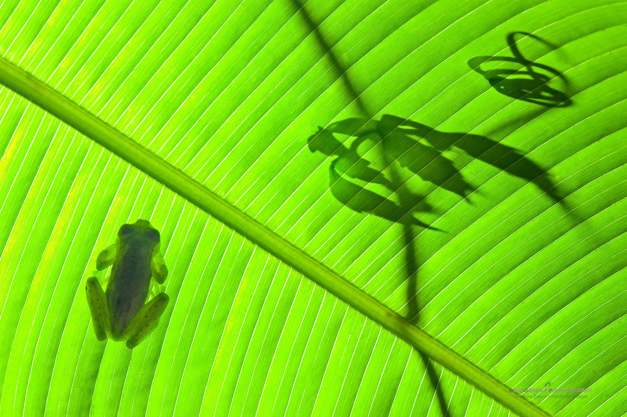 I took this glass frog image at night but with the nice Heliconia leaf and a tendril from a neighboring vine, I wanted a sunny backlit scene. One flash held off-camera did the trick.