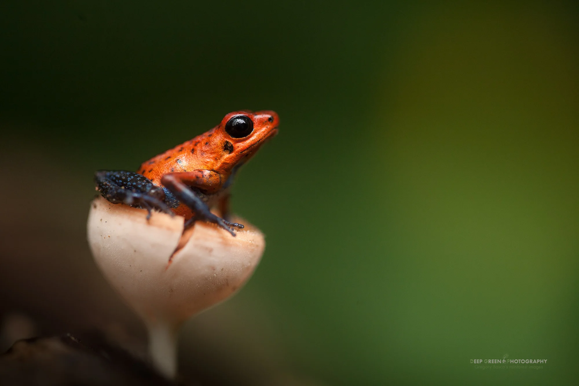 I was down low for this eye-level shot of a strawberry poison frog in a little mushroom on the rainforest floor but the effort paid off. Using your elbows to stabilize yourself while lying on the ground can be a big help. I shot here with an aperture of f/2.8 to help with shutter speed while handholding and also to blur the background.