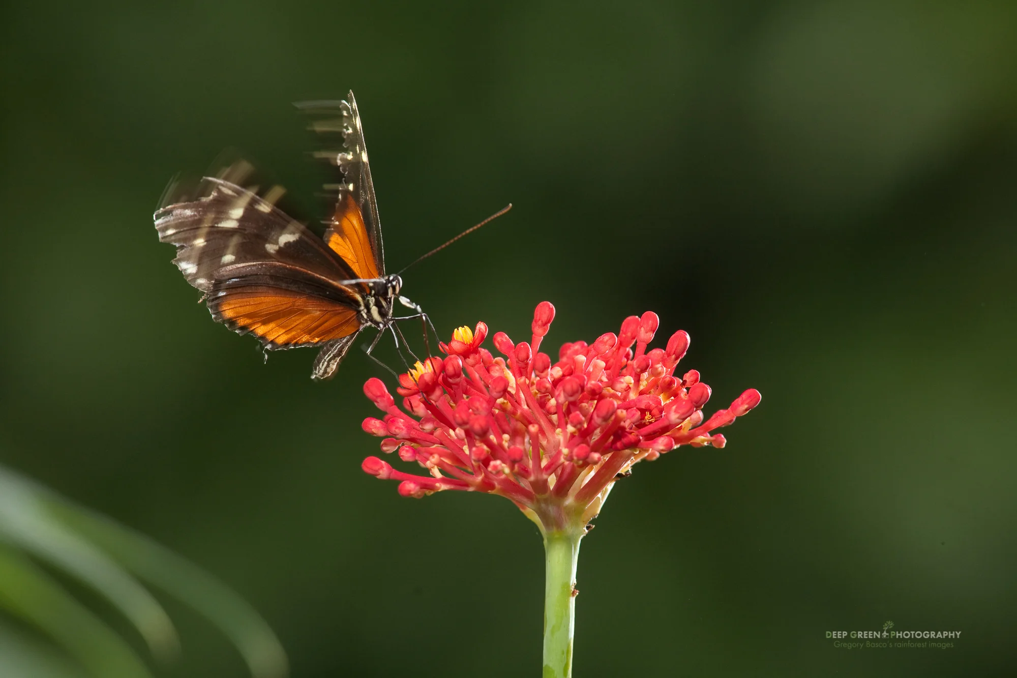 This image combines a slow shutter speed with two off-camera flashes to show a mix of sharpness and wing blur.