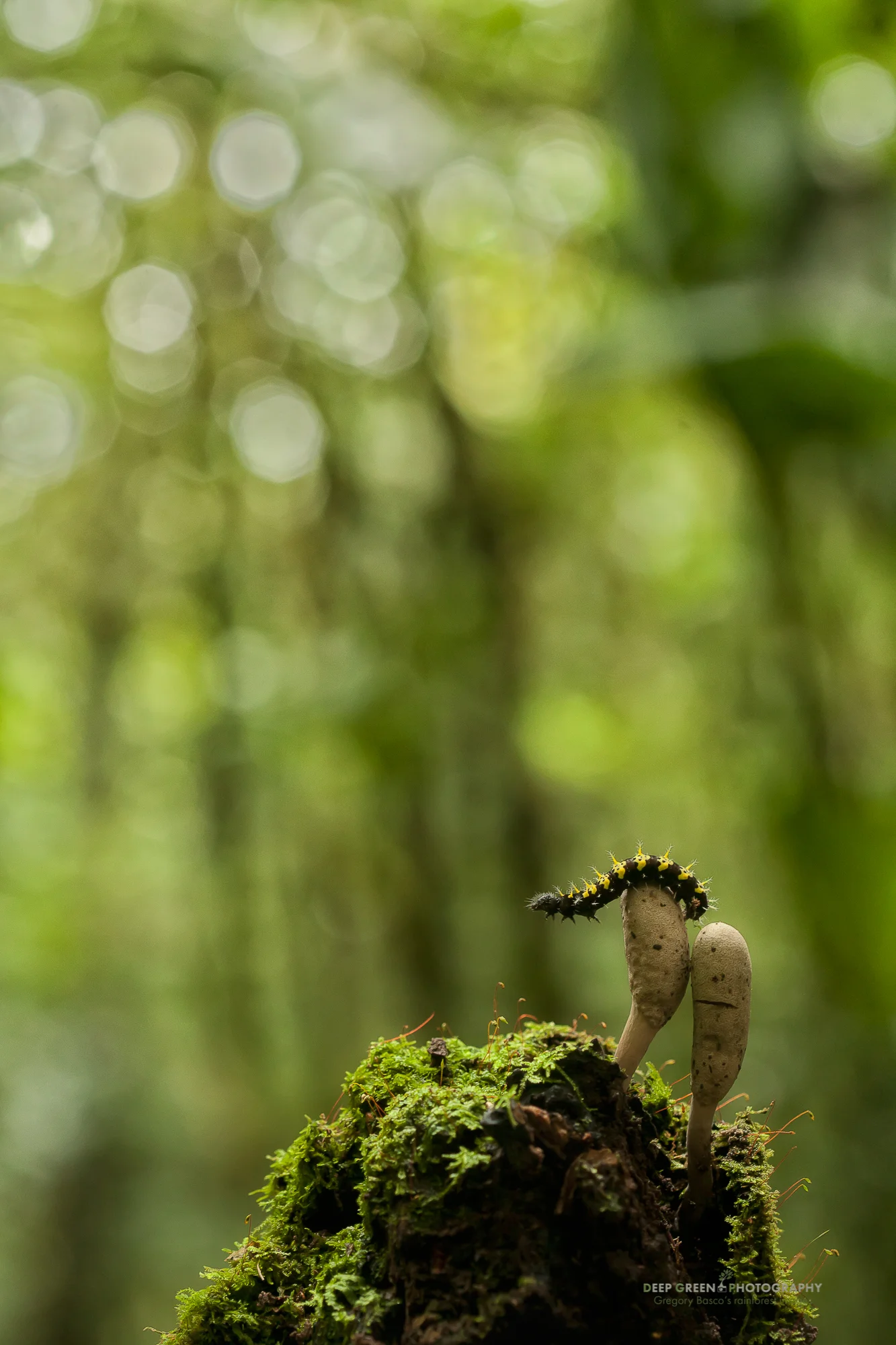 I took this image of a caterpillar while lying on my belly on the floor of a cloud forest. I used a full-frame camera body and my 100 mm macro lens to shoot up at the caterpillar and the mushrooms to give a sense of the towering cloud forest that is home to this little creature. A diffused flash held off-camera in my left hand helped to add a bit of fill and dimension to the subject.