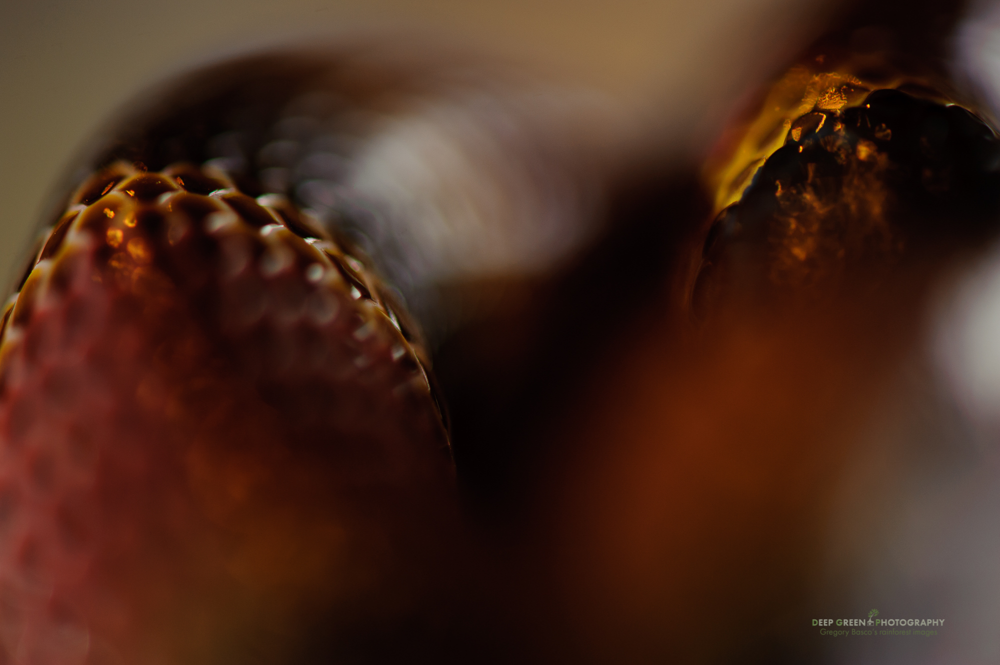 I got in tight on a coral snake (captive but still very much alive!) with a 100 mm macro lens and shot at f/2.8 for this abstract image. I liked the molten gold look to the scales and the surrounding color wash. Two diffused flashes provided the light.