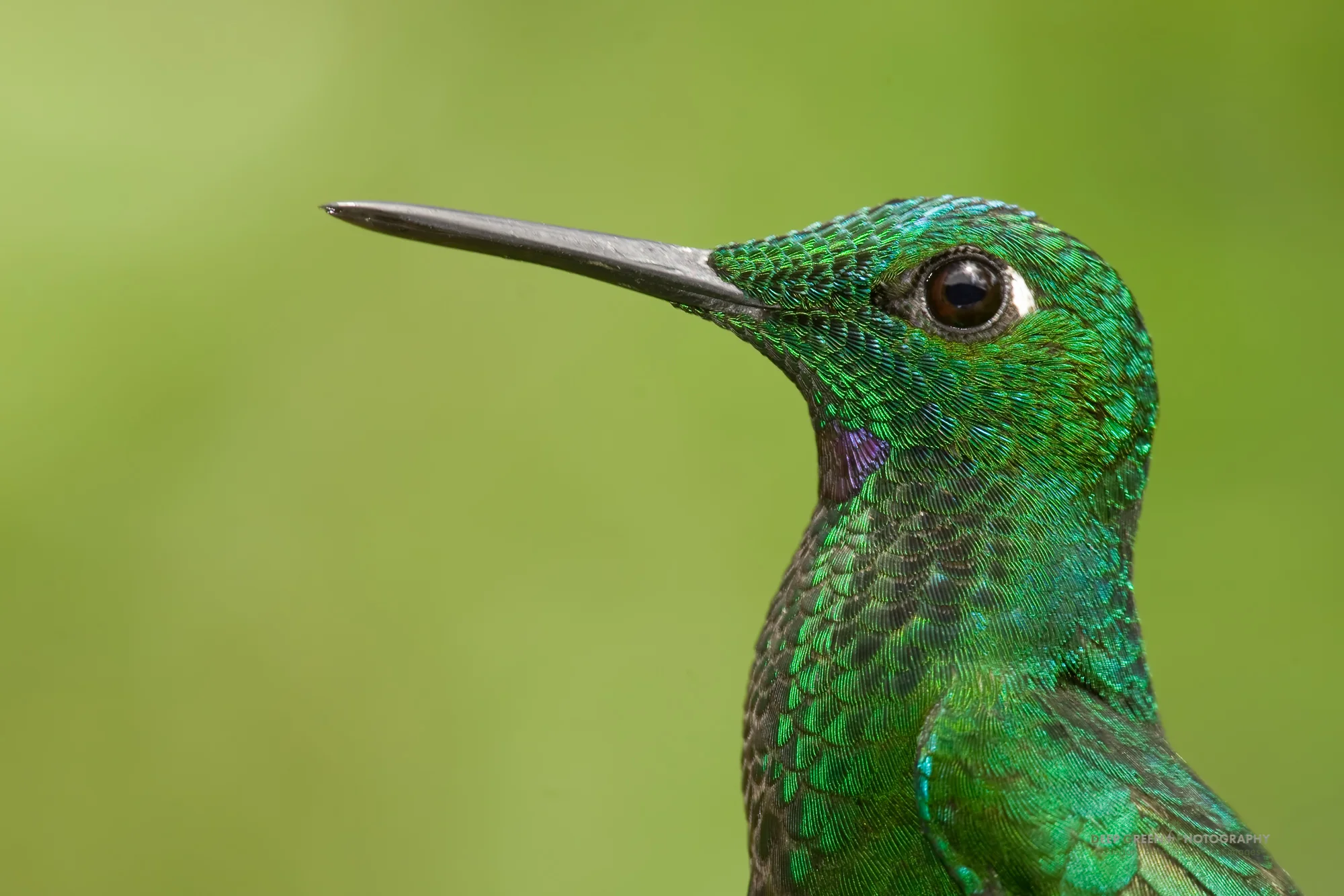 I took this full-frame image of male green-crowned brilliant hummingbird with a 300 mm lens, 2x teleconverter, and a 25 mm extension tube. I used fill-flash to temper the rather harsh mid-day light.