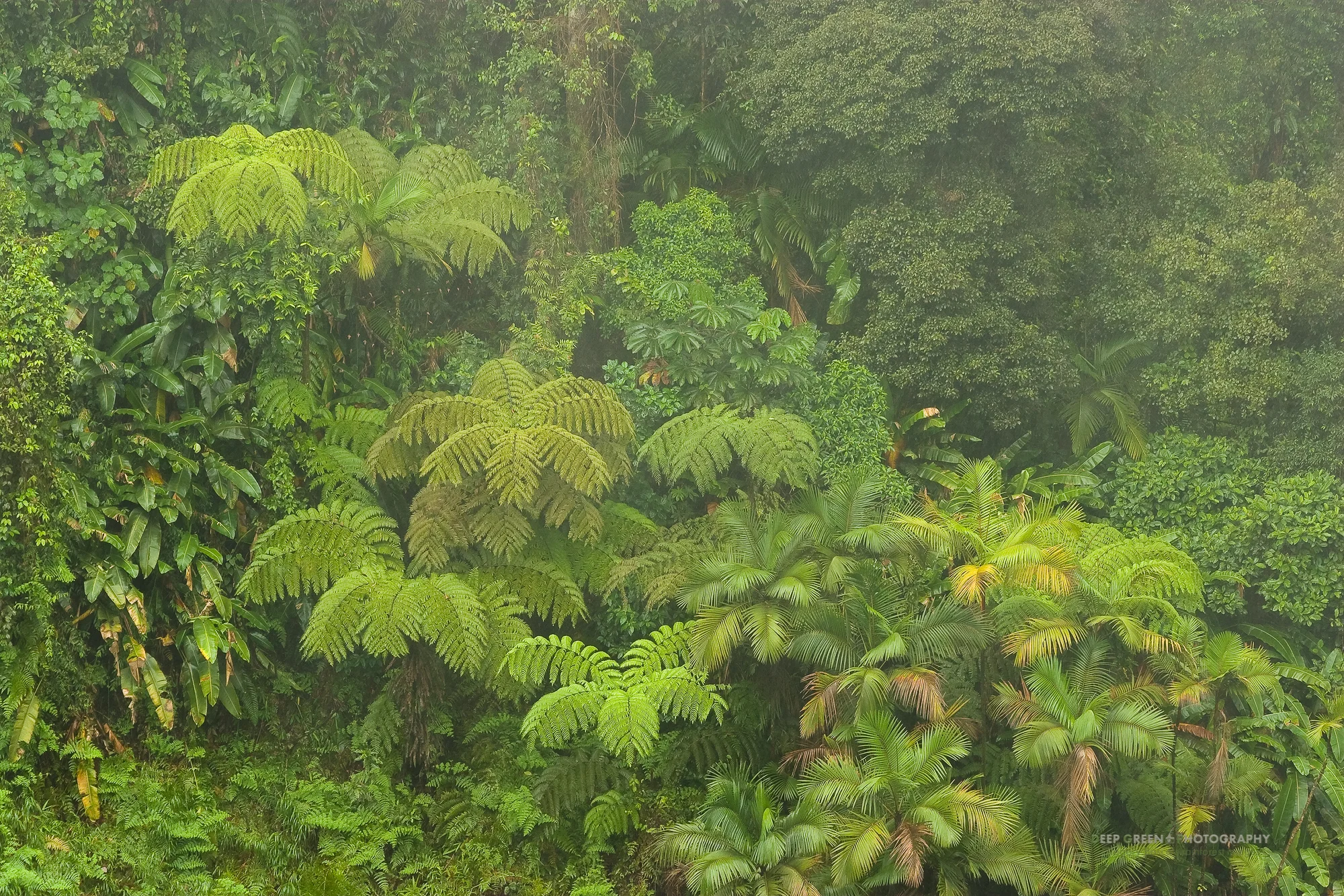 Cloud forest vegetation, Costa Rica