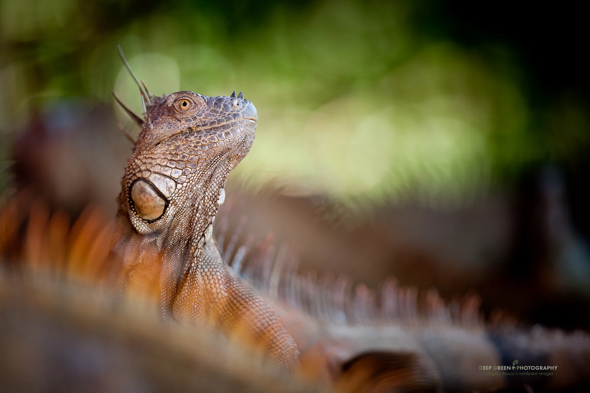 IGUANA KING