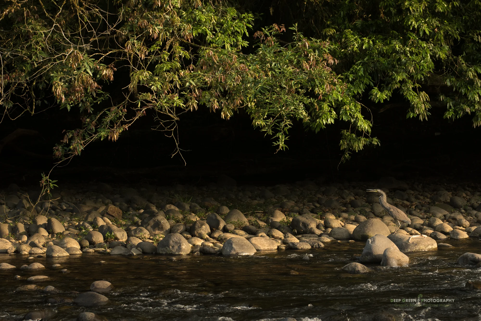 A tiger heron calls at late afternoon along the Sarapiqui River in Costa Rica.