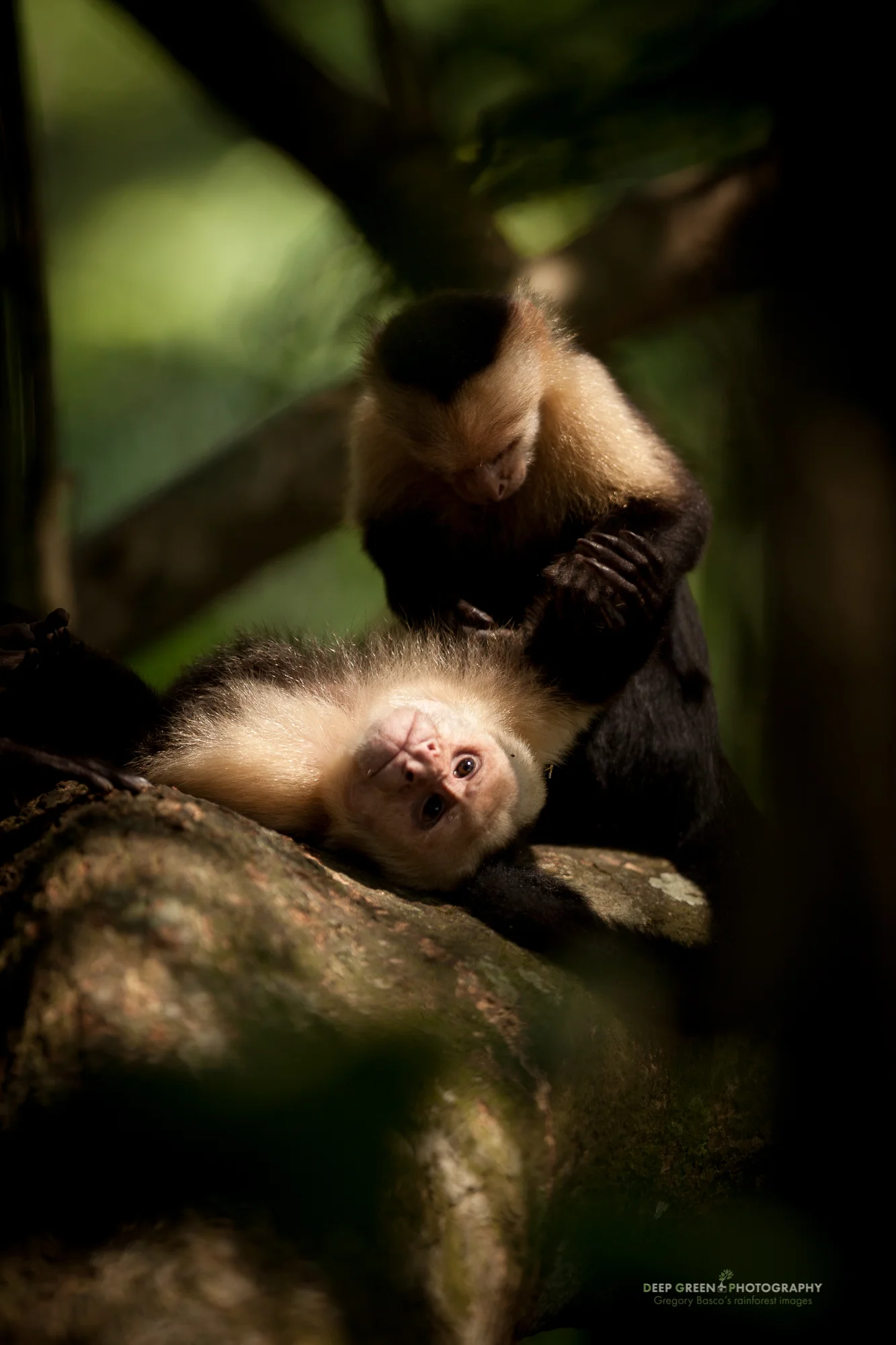 White-faced monkeys grooming in Costa Rica's Manuel Antonio National Park.