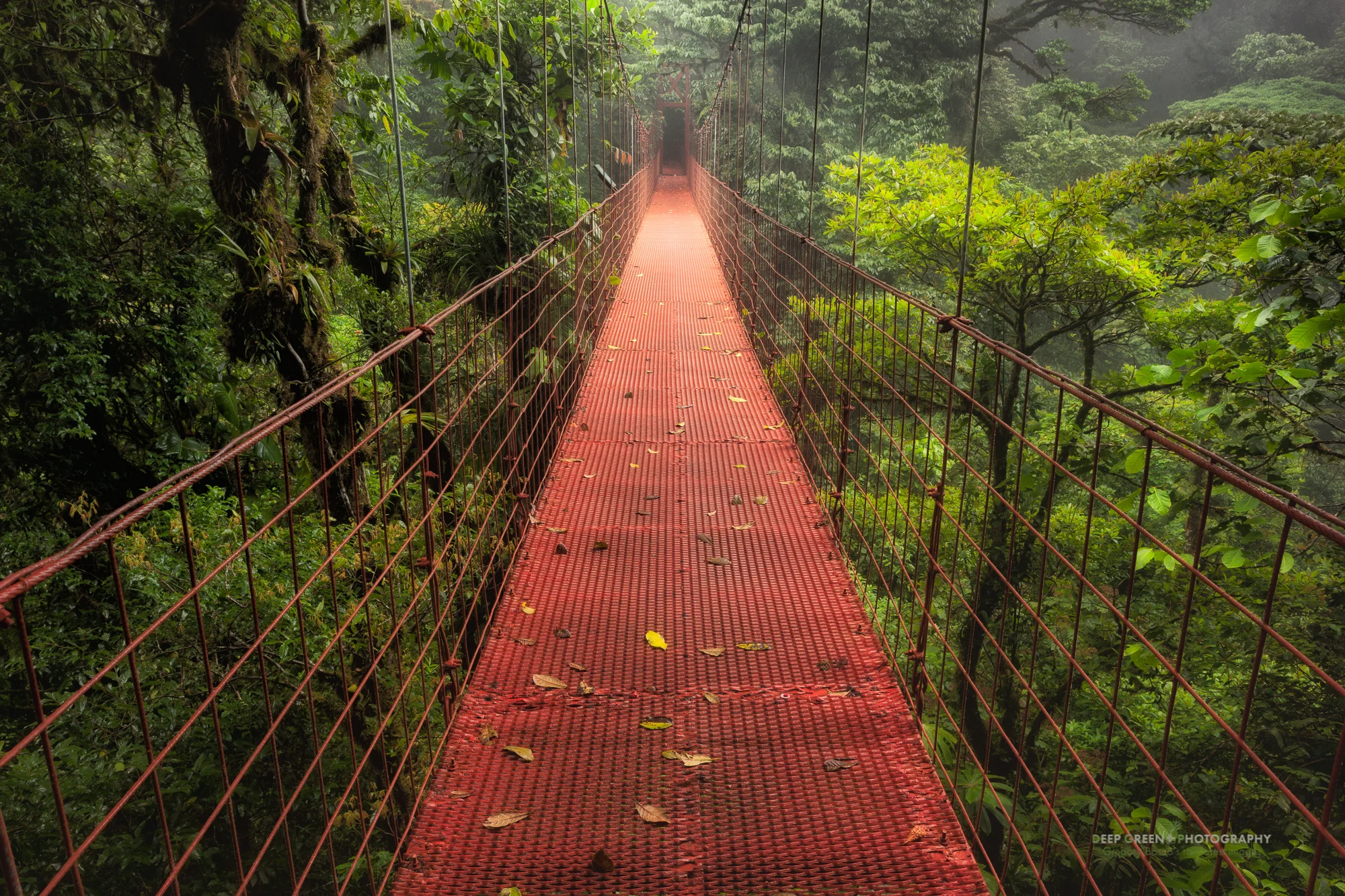 hanging bridge in the Monteverde Cloud Forest Preserve