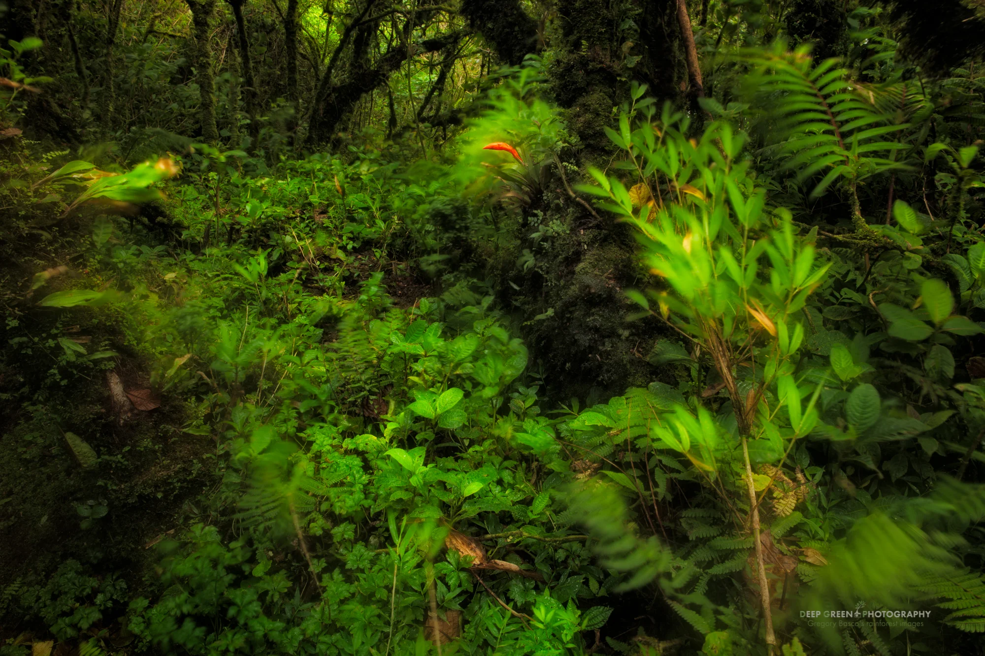 the elfin cloud forest at the very top of the Monteverde Cloud Forest Preserve is subject to constant high winds