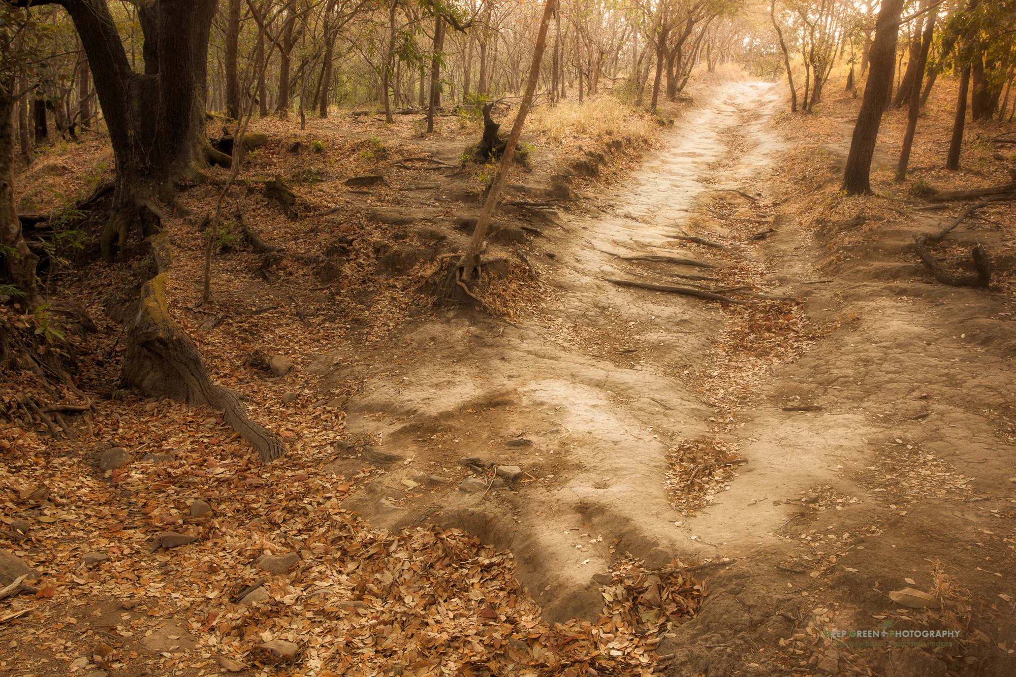 a trail through a tropical dry forest pasture in Guanacaste