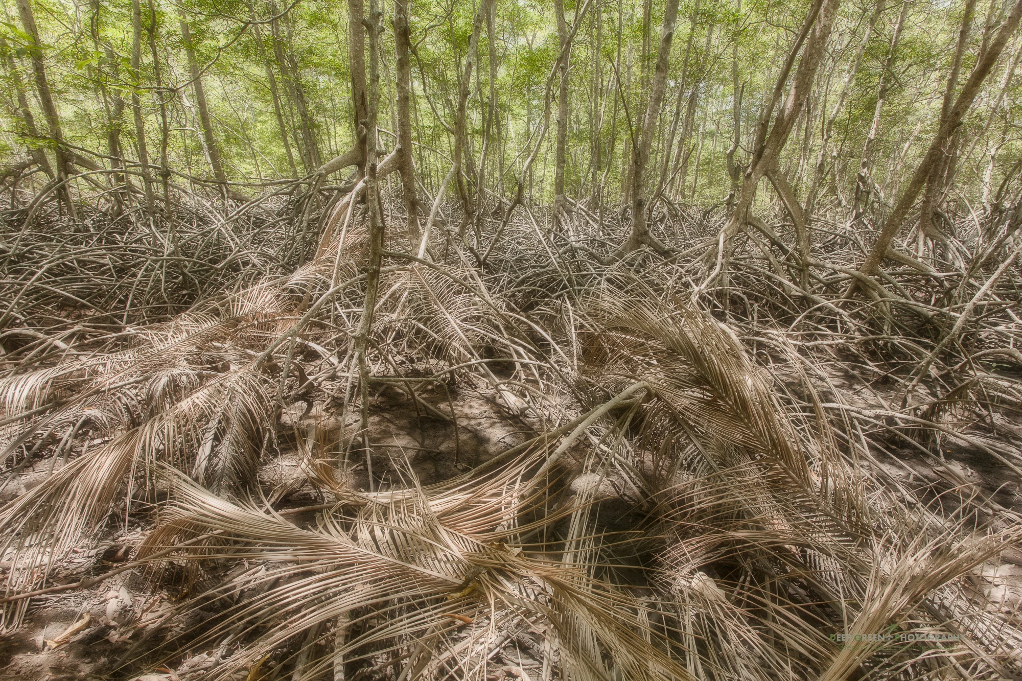 Mangrove swamp in Curu Wildlife Refuge