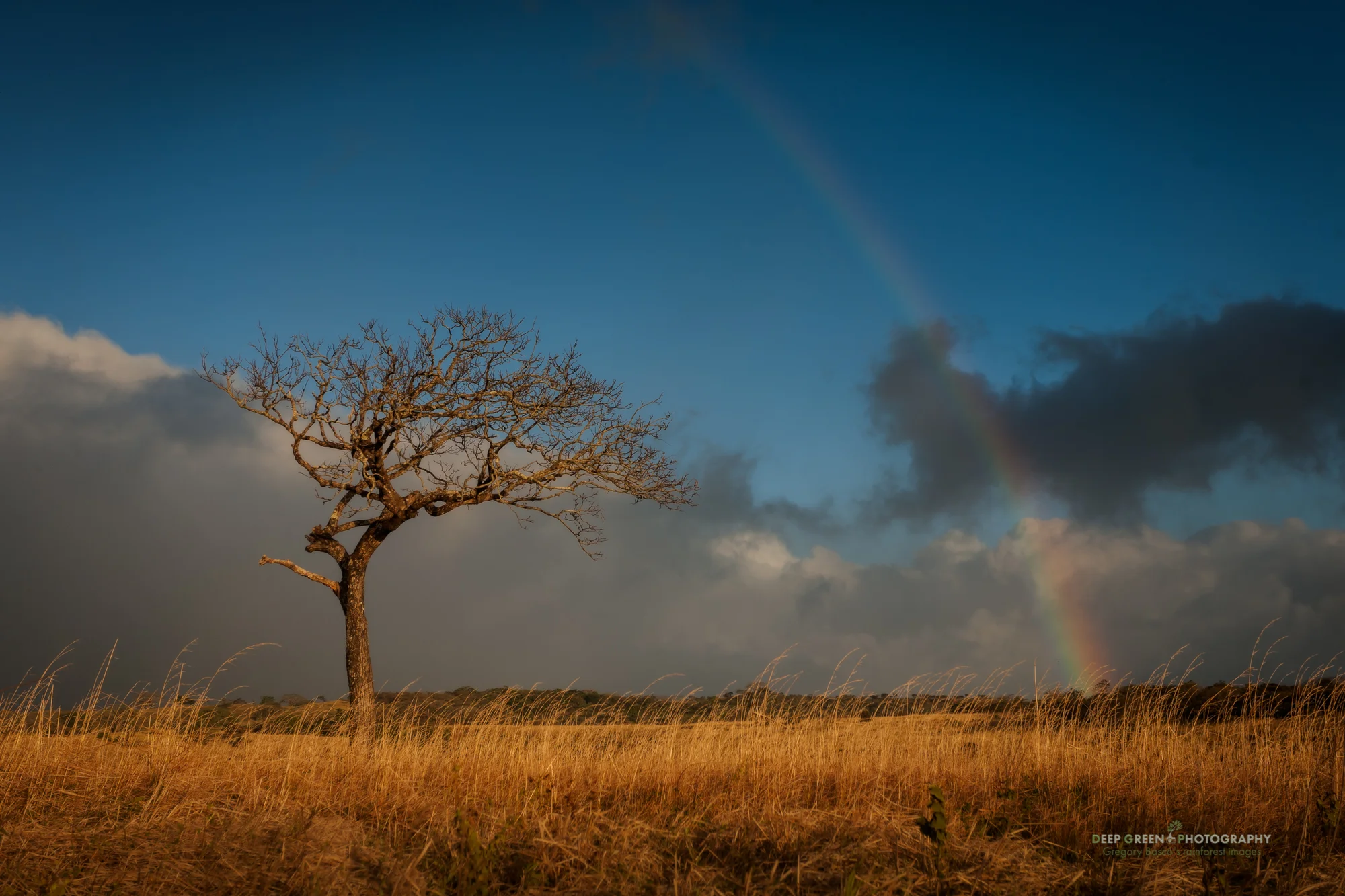 rainbow over a tree in an open savannah in Guancaste