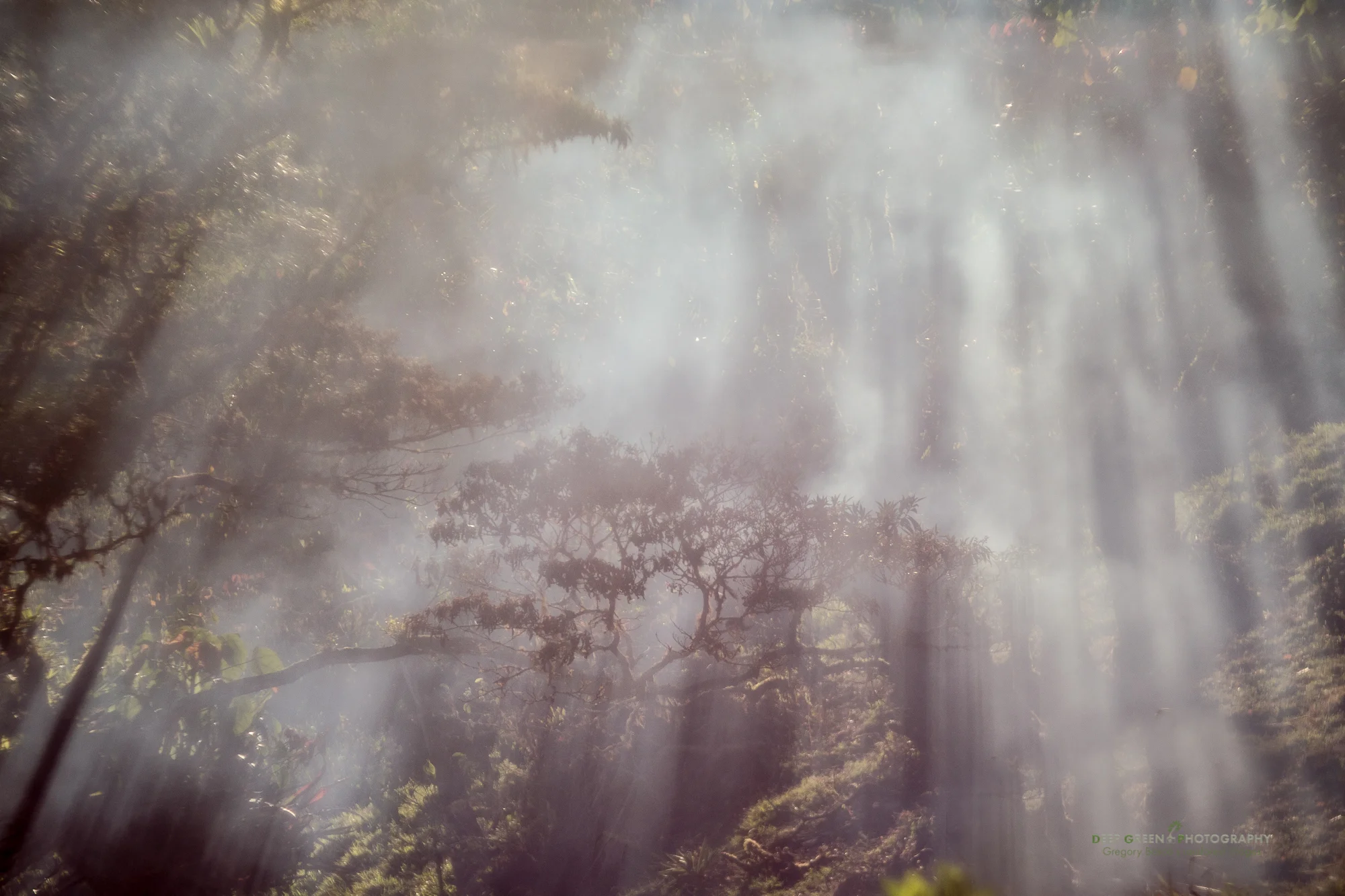 light rays peek through a cloud forest