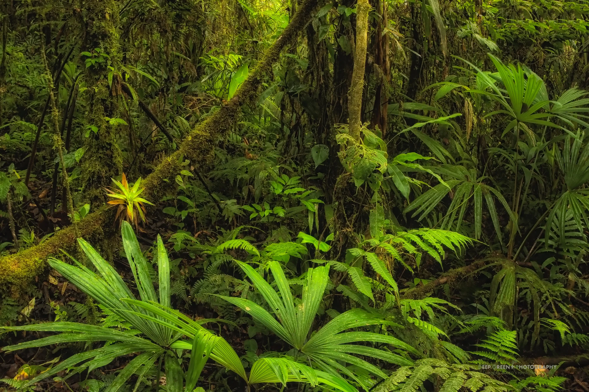 cloud forest, Los Angeles Cloud Forest Reserve