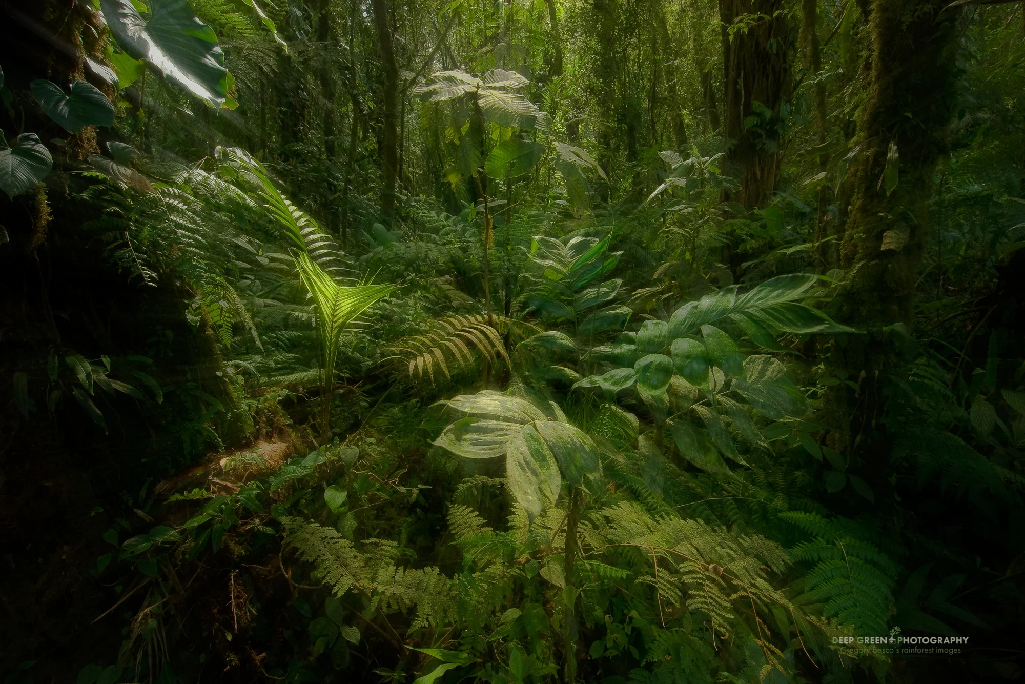 Forest in Monteverde Cloud Forest Preserve (zoomed during exposure), Costa Rica