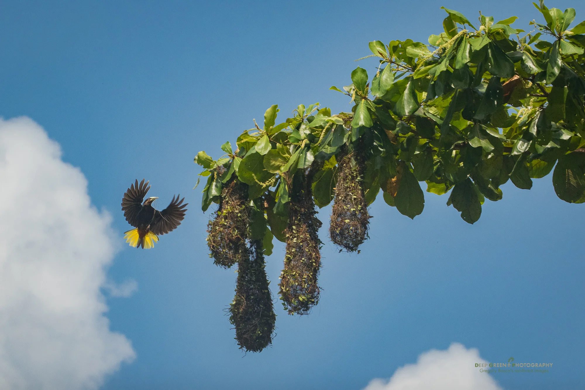 chestnut-headed oropendola coming to nest