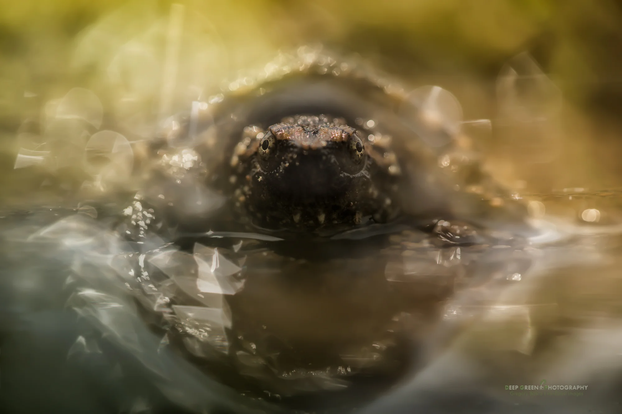 A baby Alligator Snapping Turtle in Costa Rica. This is a blend of two shots both at f/2.8 -- one for the turtle head and one defocused to accentuate the blurred highlights.
