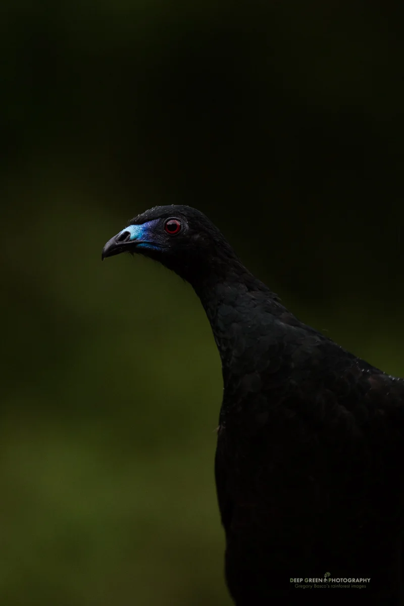 This is my RAW file straight out of the camera. I shot and composed in the 1.3 crop mode on the 5Ds R, meaning my compositional choice would give me a 30.5 megapixel (6768x4512) image. Sweet! On my exposure, I'm just barely losing detail in some of the dark feathers at the bottom right edge of the screen, and I'm fine with that as it gives a vignetting effect that keeps the viewer's eye going to the bird's face.