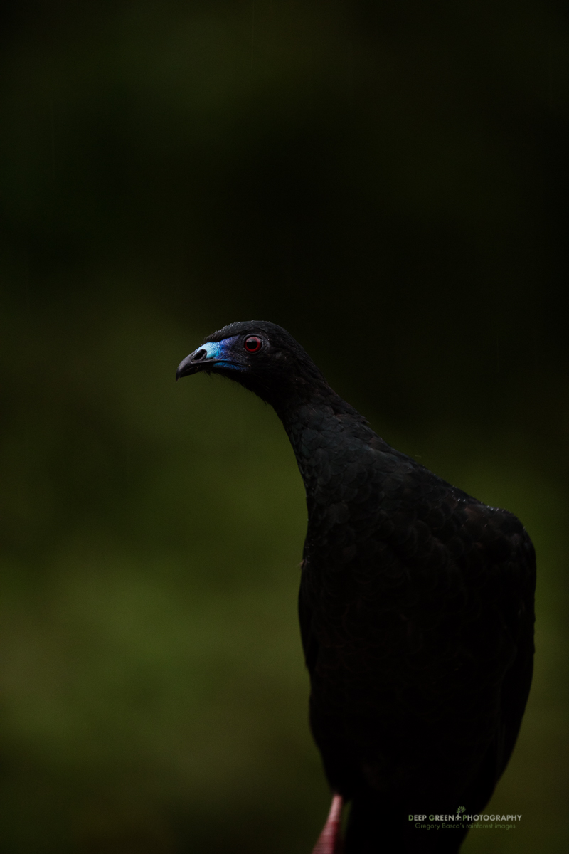 As an aside, here is the full-frame image from the same file. Even though I shot in the 5Ds R's 1.3 mode, the camera keeps the complete 50 MP RAW file. Lightroom picks up the crop mode information so when I import the file in Lightroom, it shows up with my in-camera framing as above. But, if I ever wanted to choose an alternate crop, I have the file from the entire full-frame sensor at the ready.