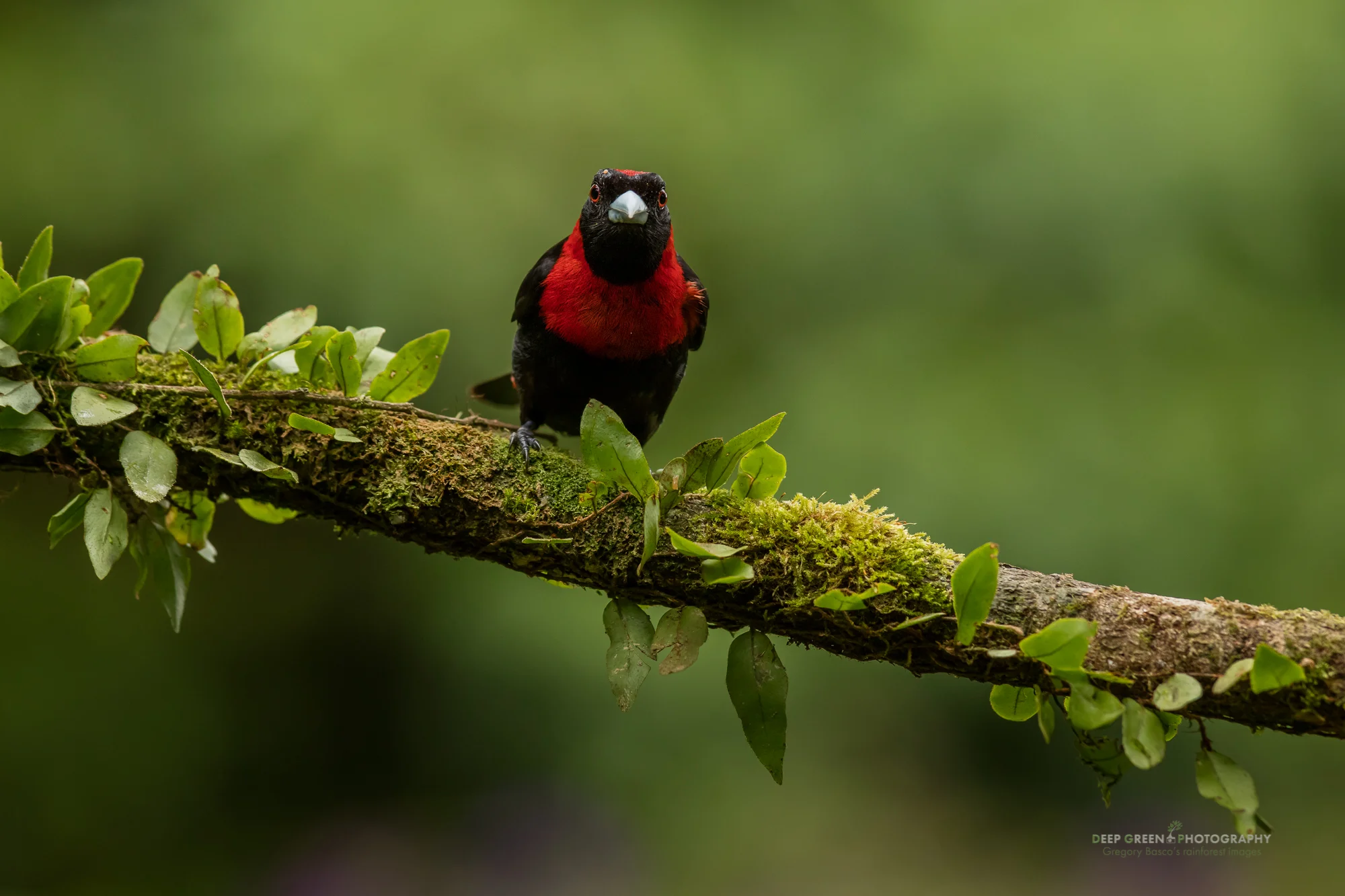 The Crimson-collared Tanager is one of the most beautiful birds of the Costa Rican lowland rainforest.