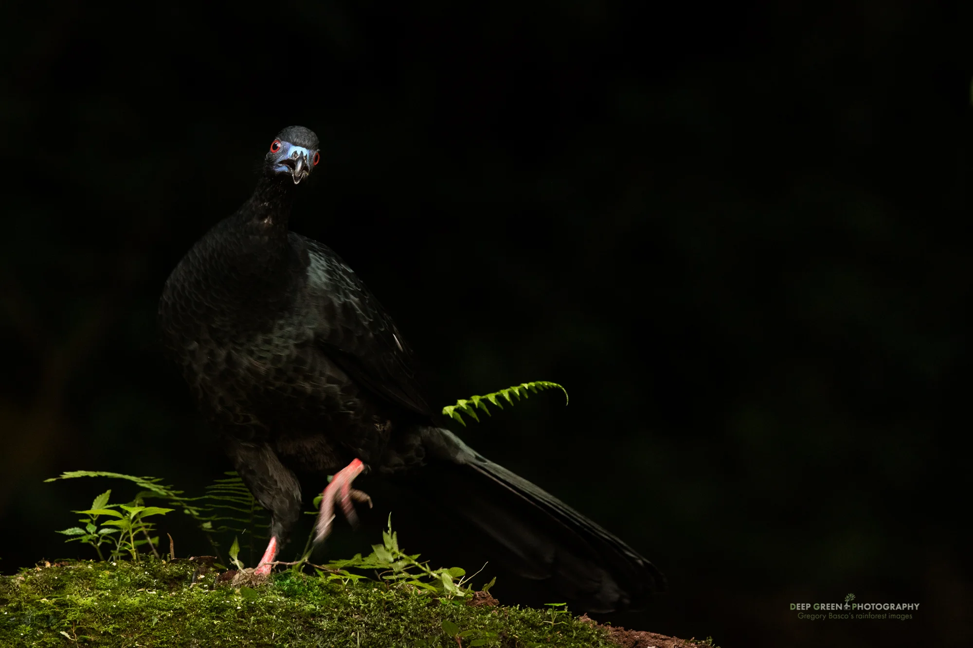Formerly hunted for their meat, Black Guan, a turkey-like bird of the cloud forest, are now relatively common. They are especially active at the very beginning and end of the day when they drop to the forest floor to feed on fallen fruit and seeds. I took this picture just before nightfall in a Costa Rican clou forest.
