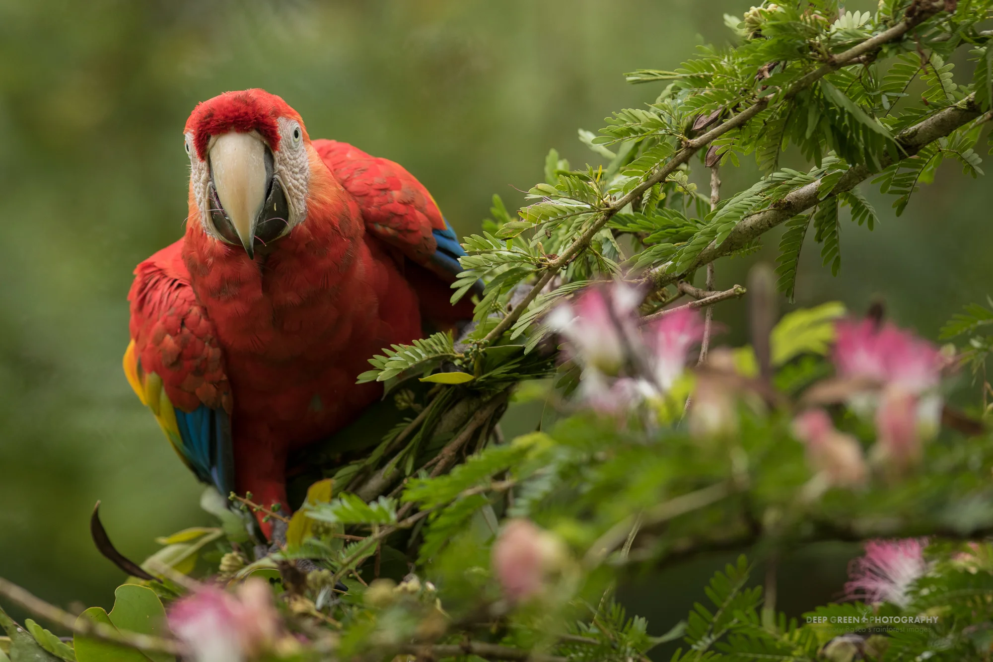 The Scarlet Macaw (Ara macao) is making a comeback in its historical Northern Costa Rican lowland range after the population dipped due to habitat loss and poaching.