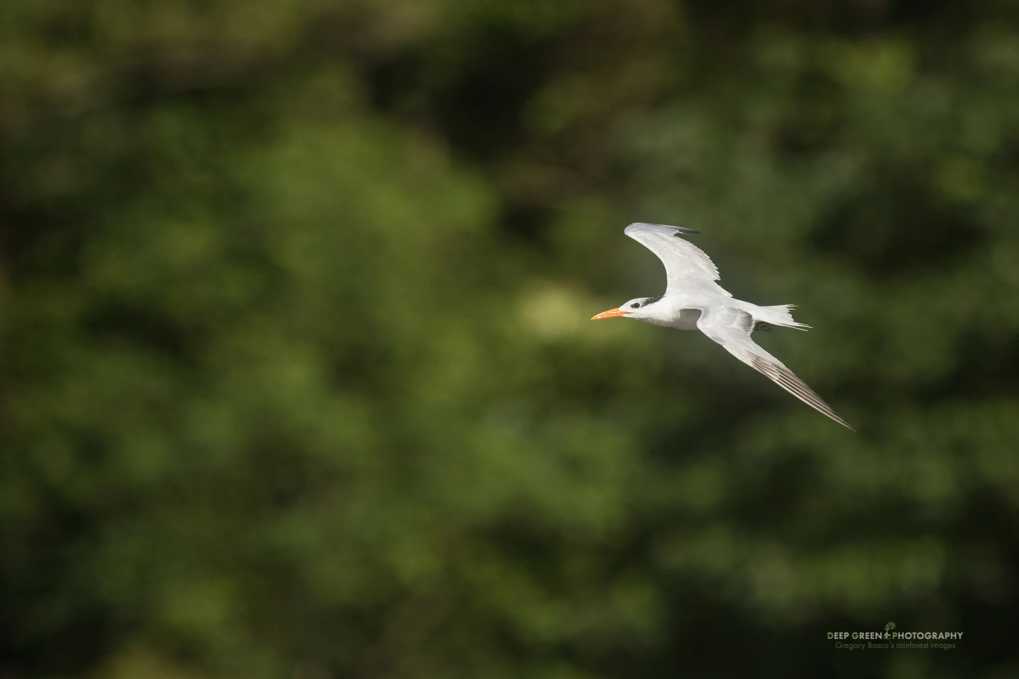 A Royal Tern flies past a rainforest in Costa Rica's Tortuguero National Park