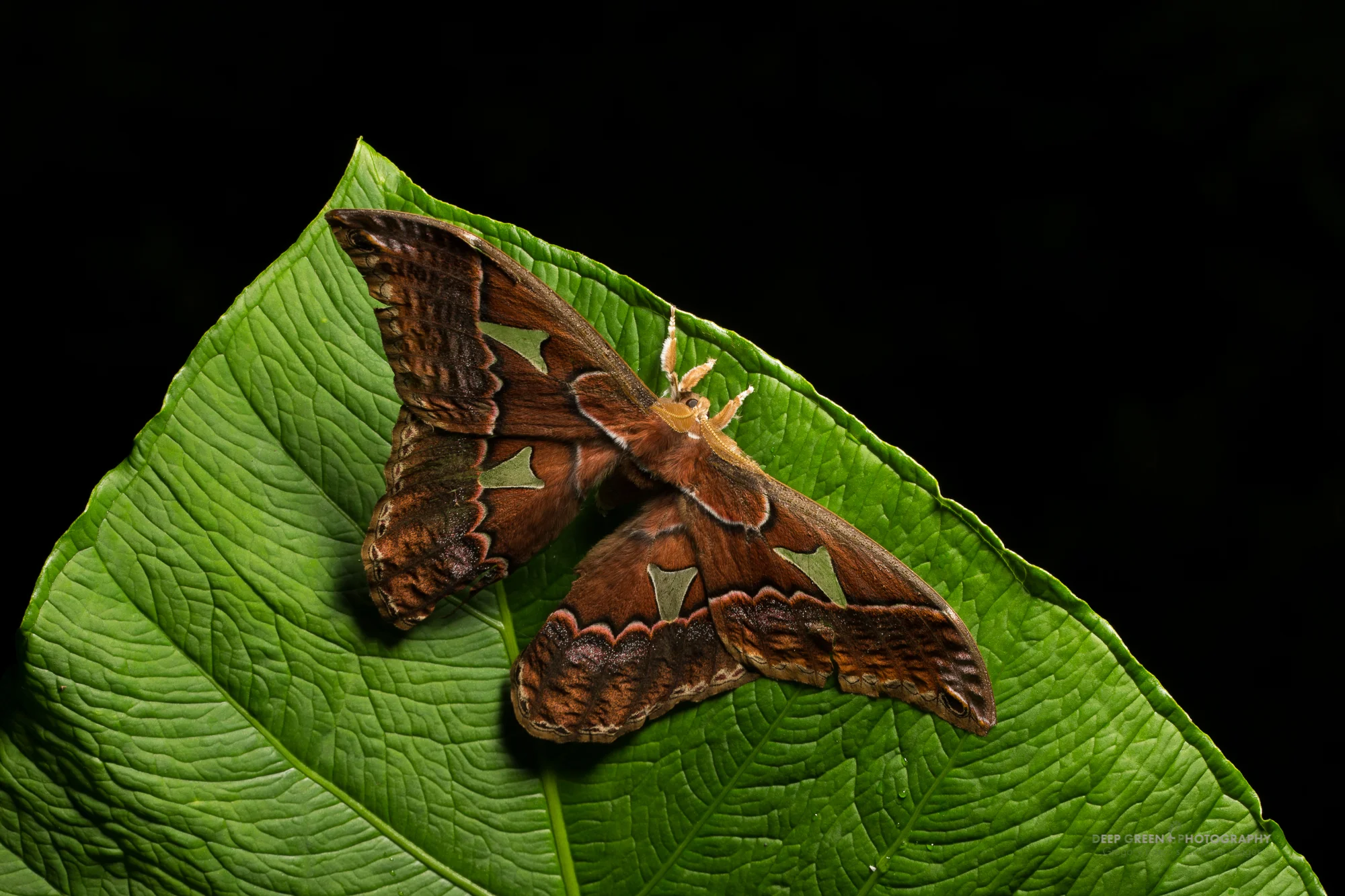 A giant Saturnid moth in the genus Rothschildia taken in a Costa Rican cloud forest.