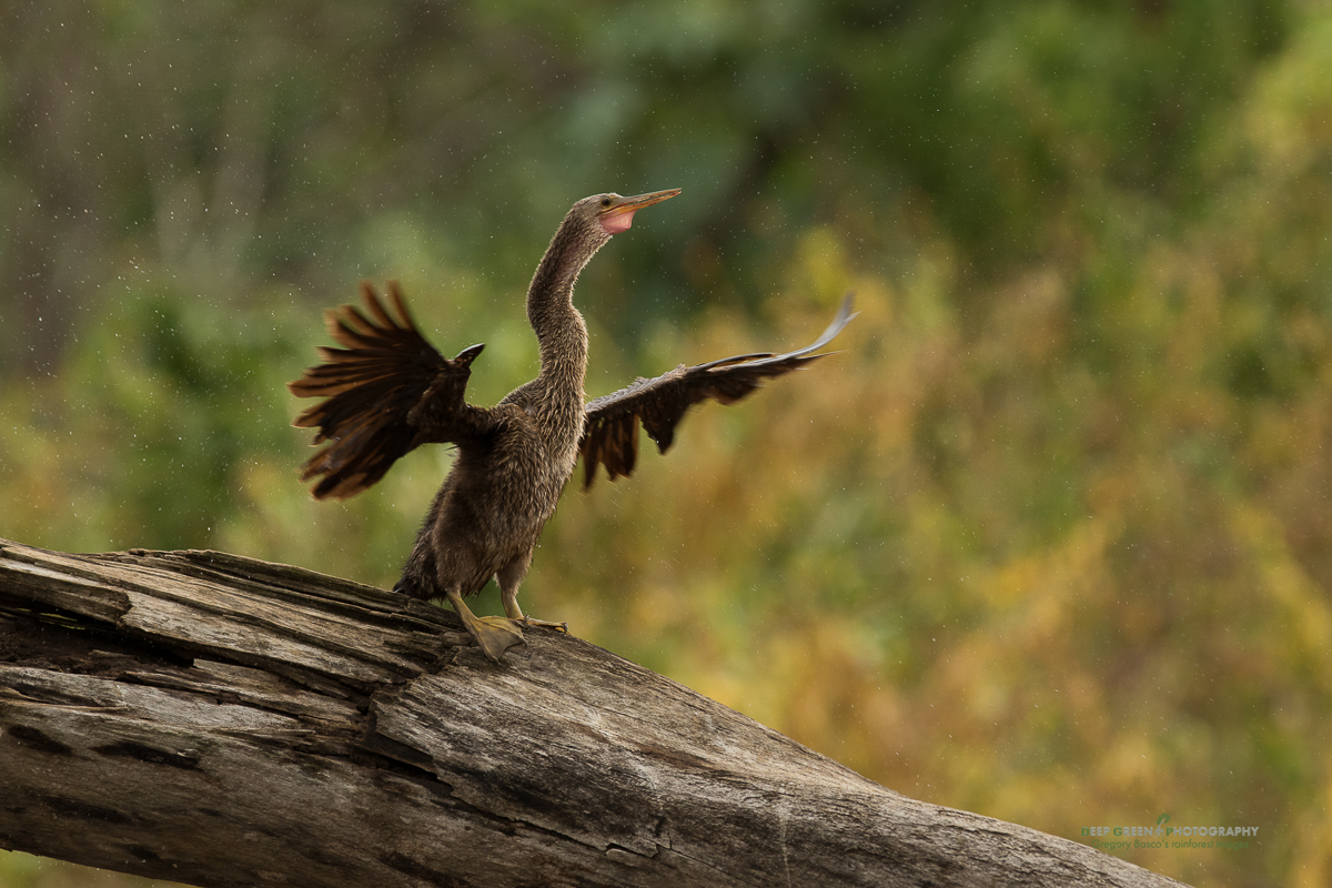 an anihinga shakes off its feathers after a rainstorm on the Tarcoles River