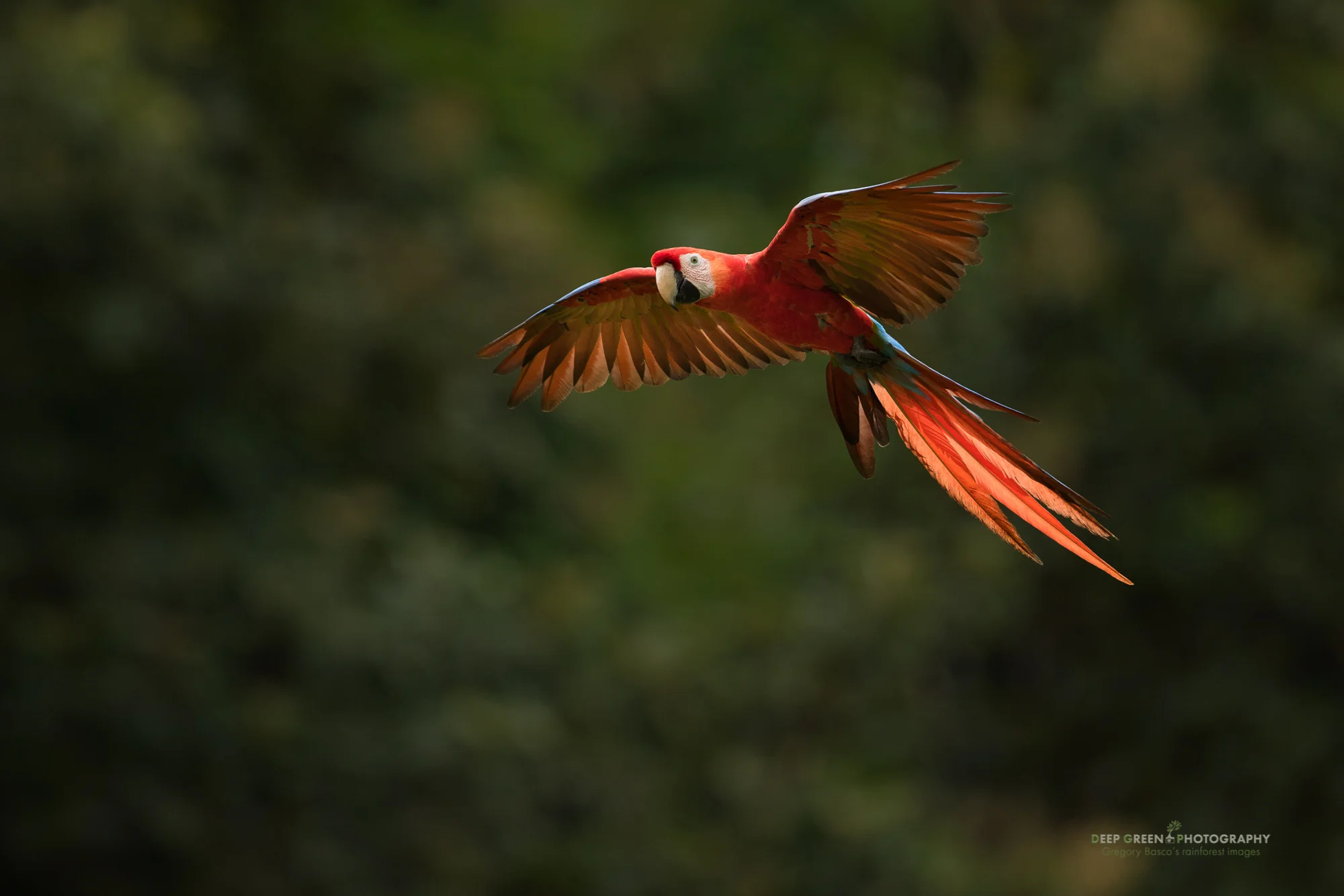 Scarlet Macaw flies through the forest in Costa Rica